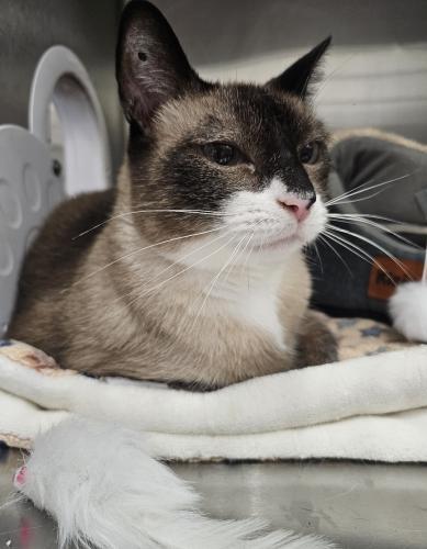 Pacino, Adoptable, Adult Male Domestic Short Hair & Snowshoe.