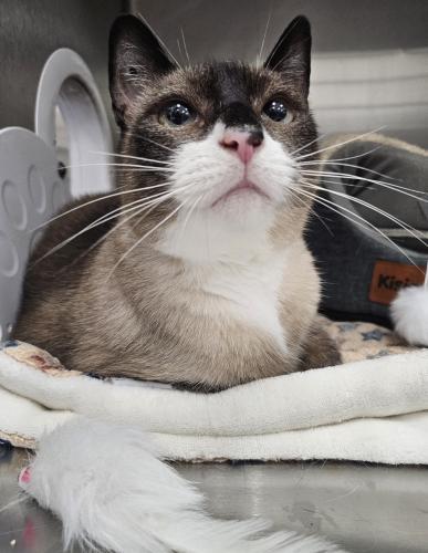 Enlarge Pacino, a Adoptable mixed breed in Webster, MA image 2/4