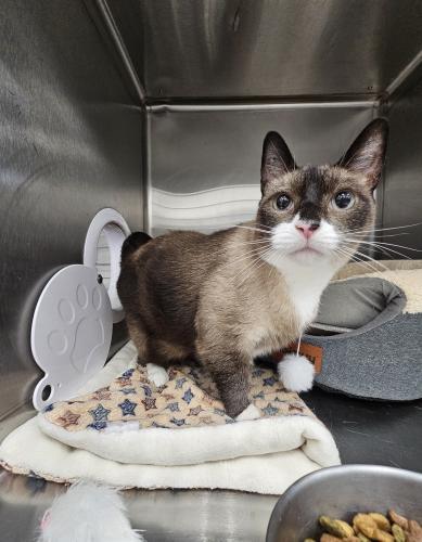 Enlarge Pacino, a Adoptable mixed breed in Webster, MA image 4/4