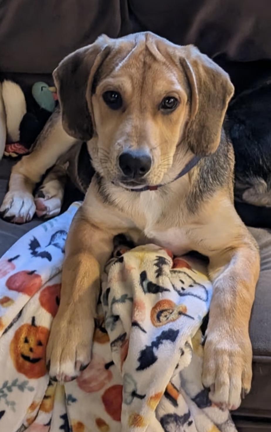 Pickles, Adoptable, Puppy Male Labrador Retriever & Foxhound.