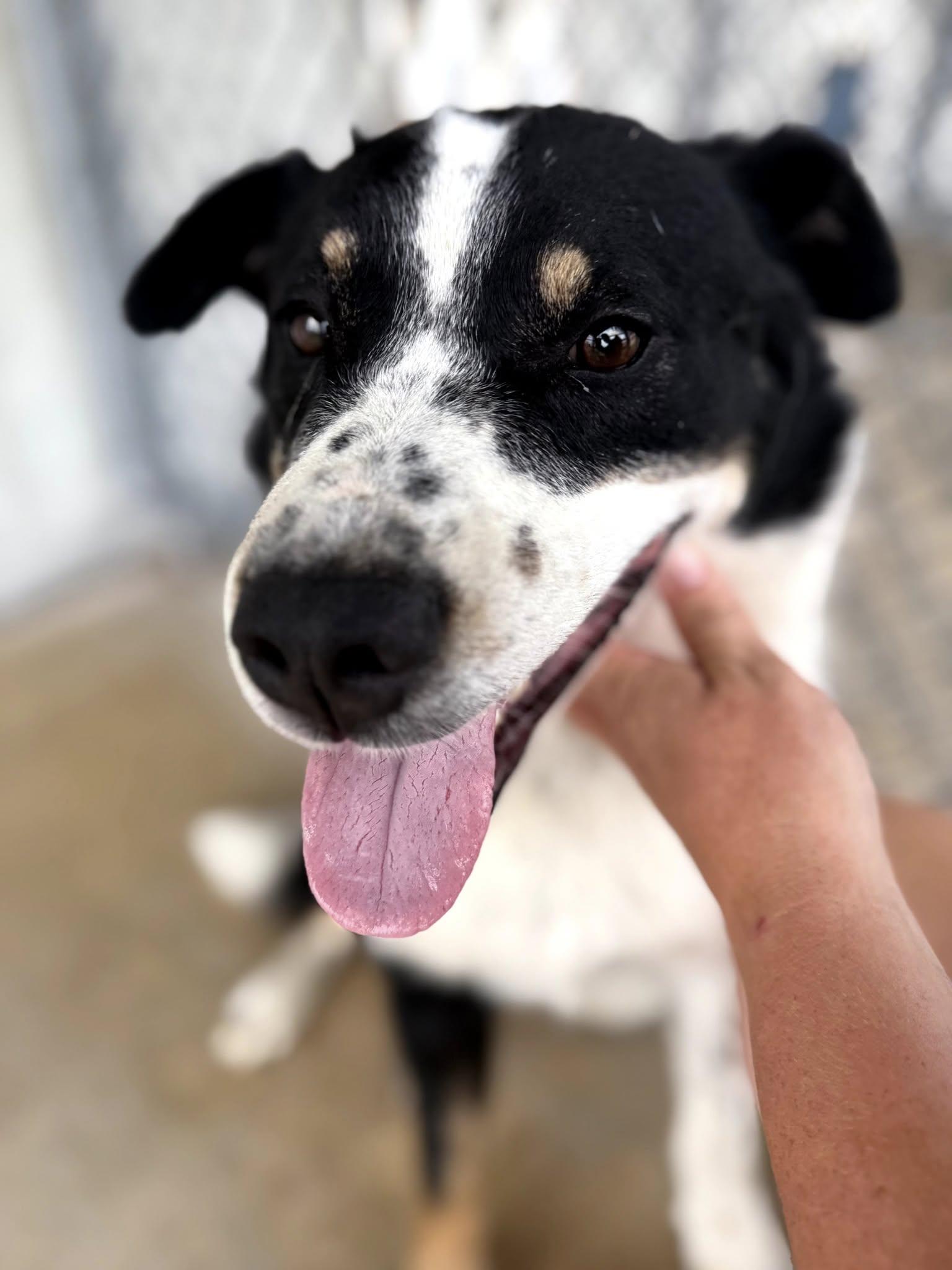 Cooper