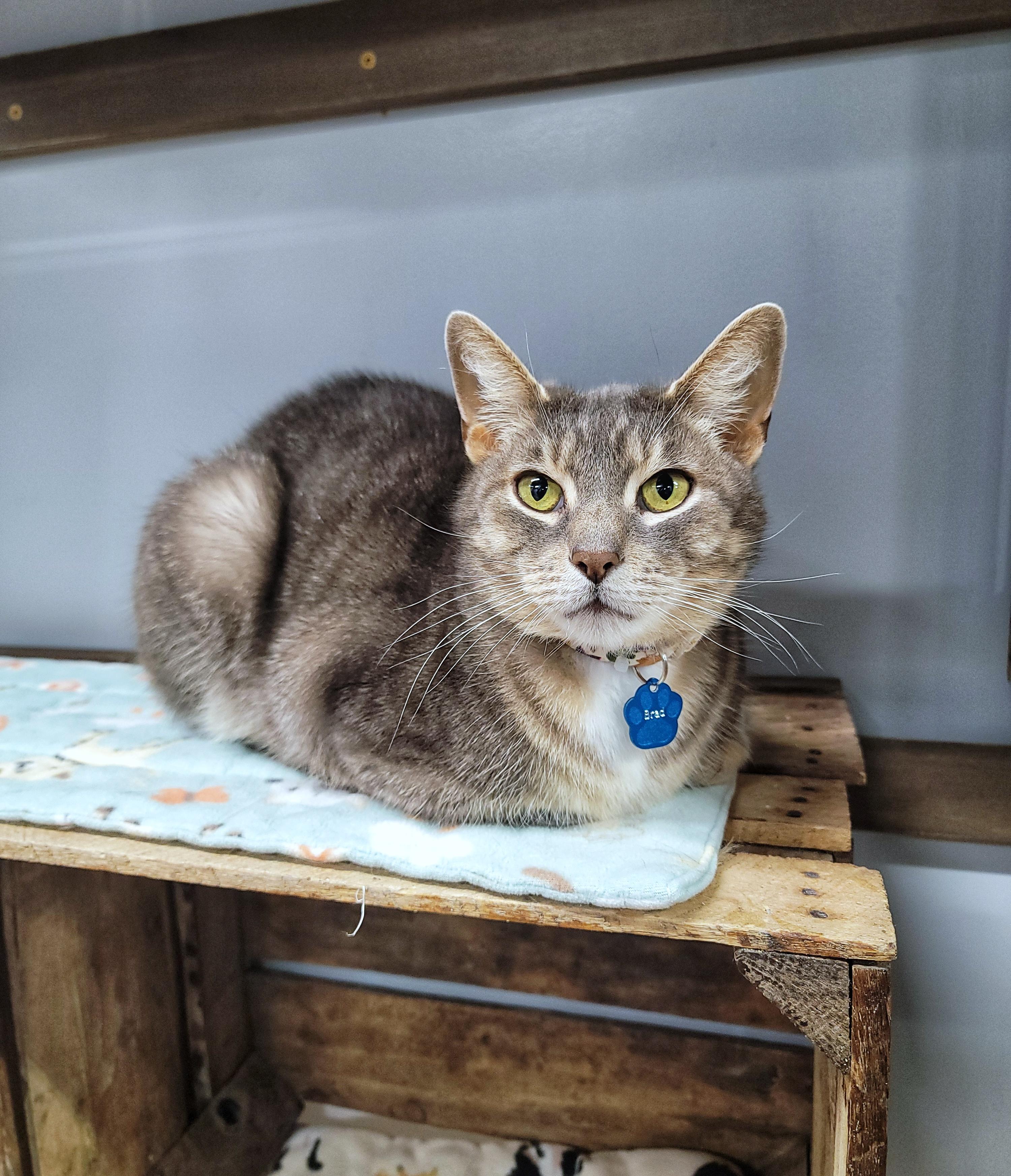 Enlarge Brad, a ADOPTABLE Domestic Short Hair in Grand Rapids, MI image 1/5