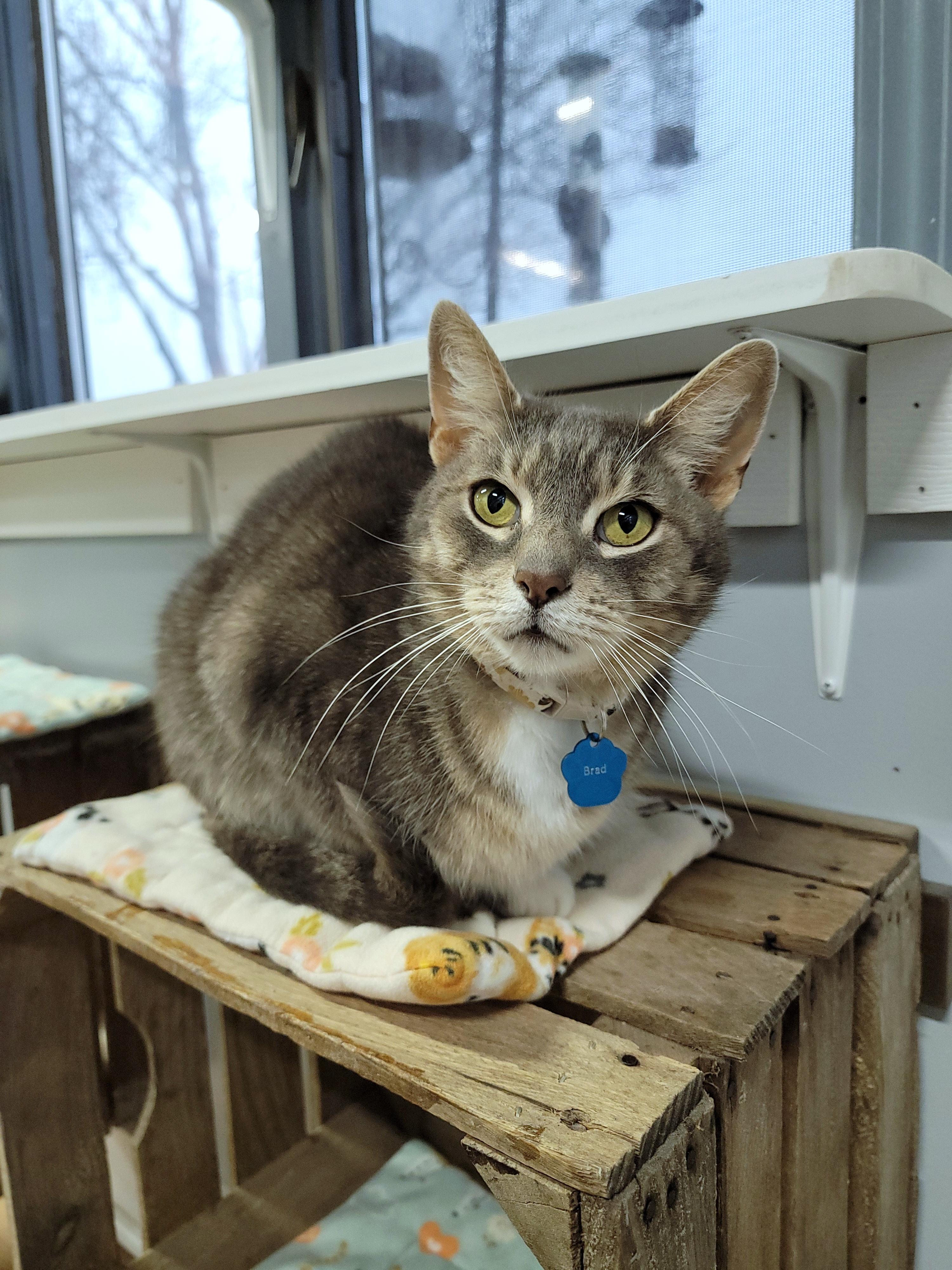 Enlarge Brad, a ADOPTABLE Domestic Short Hair in Grand Rapids, MI image 2/5