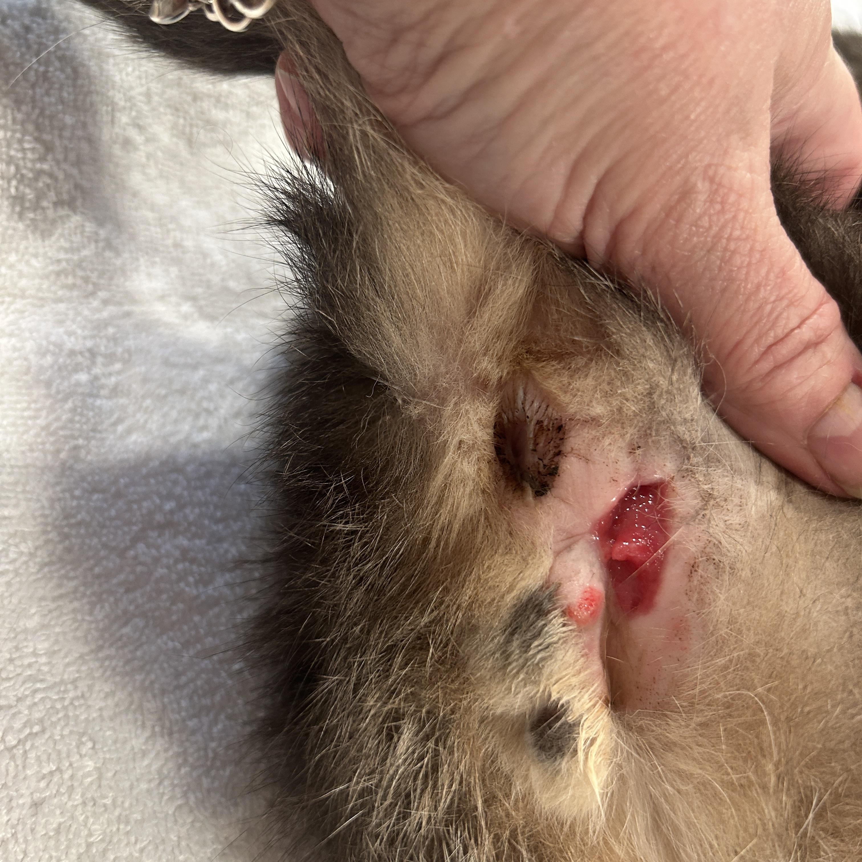 Enlarge Brad, a ADOPTABLE Domestic Short Hair in Grand Rapids, MI image 4/5