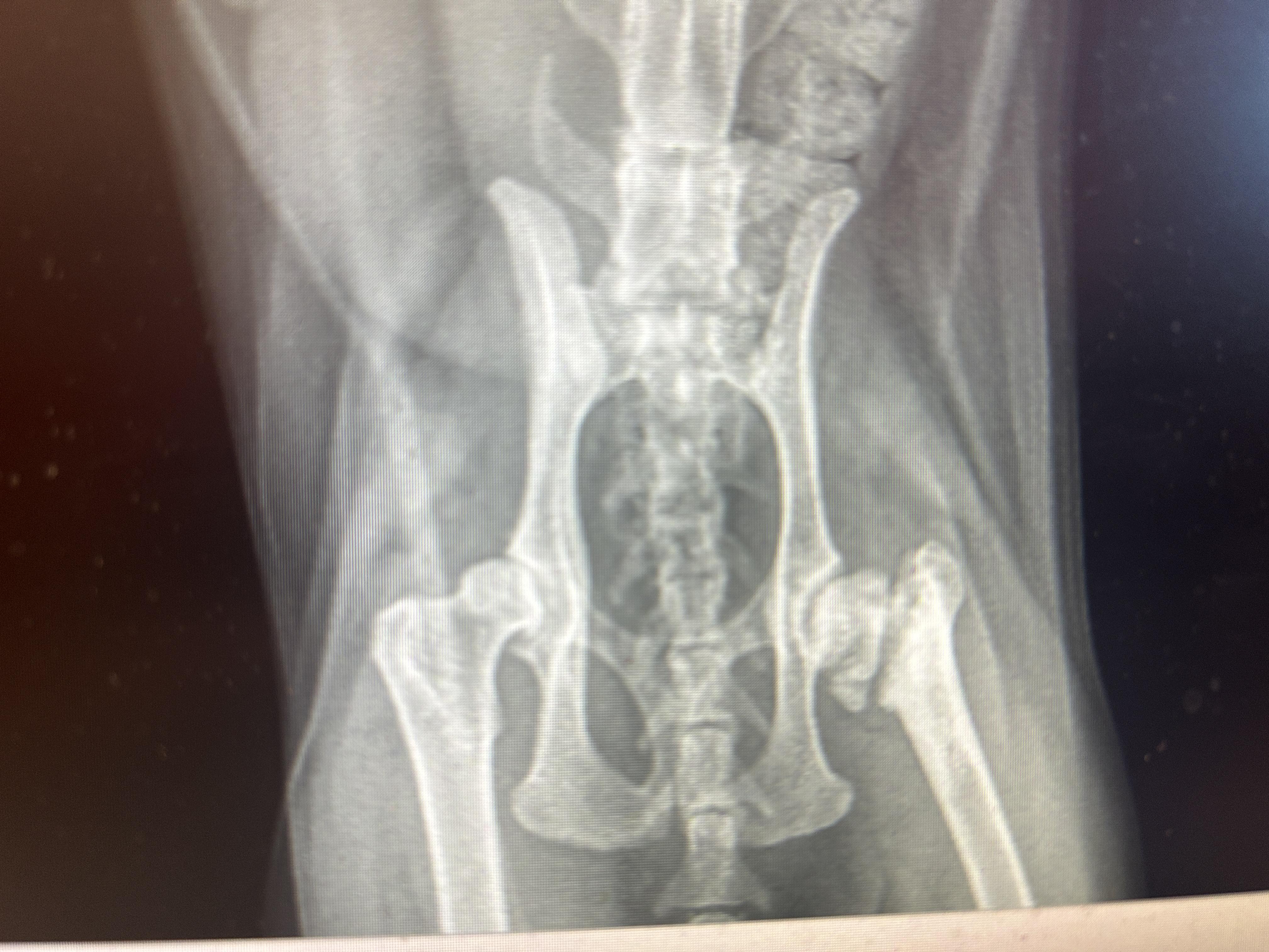 Enlarge Brad, a ADOPTABLE Domestic Short Hair in Grand Rapids, MI image 5/5