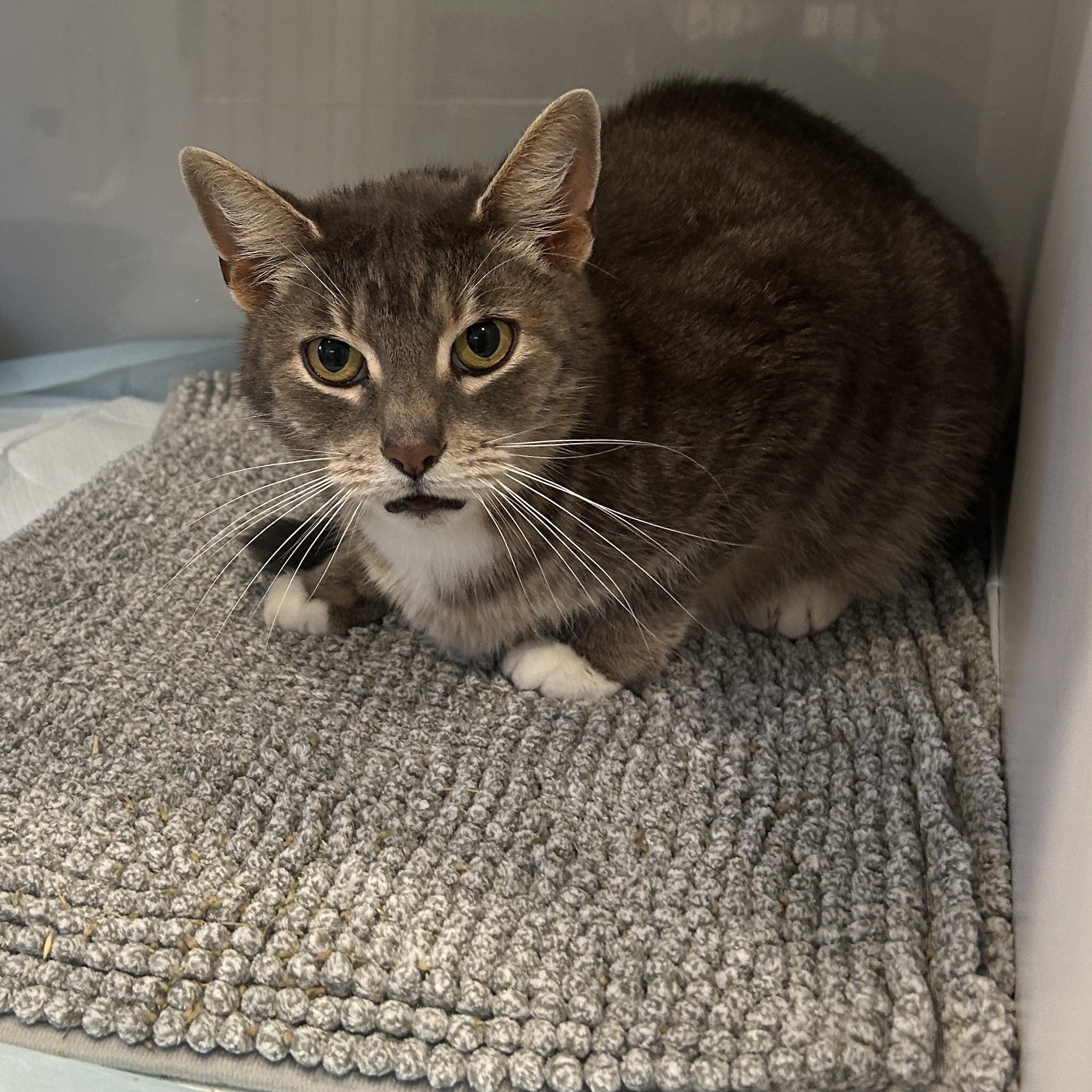 Enlarge Brad, a ADOPTABLE Domestic Short Hair in Grand Rapids, MI image 3/5