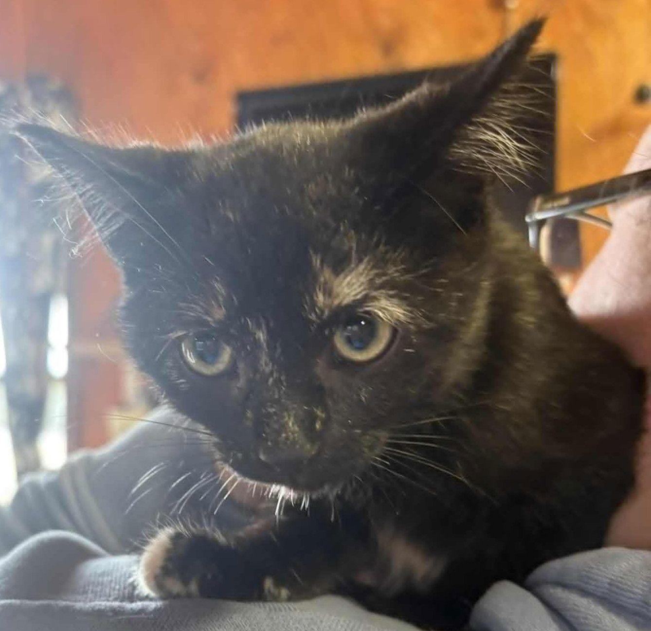 Enlarge Secret, a Adoptable Domestic Short Hair in Dalzell, IL image 1/2