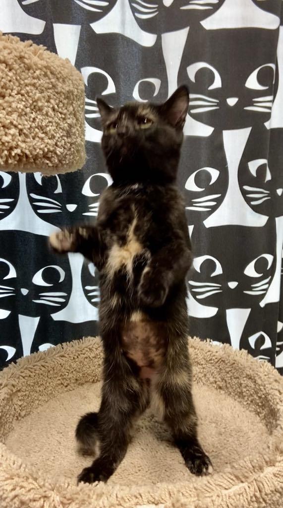 Enlarge Secret, a Adoptable Domestic Short Hair in Dalzell, IL image 2/2