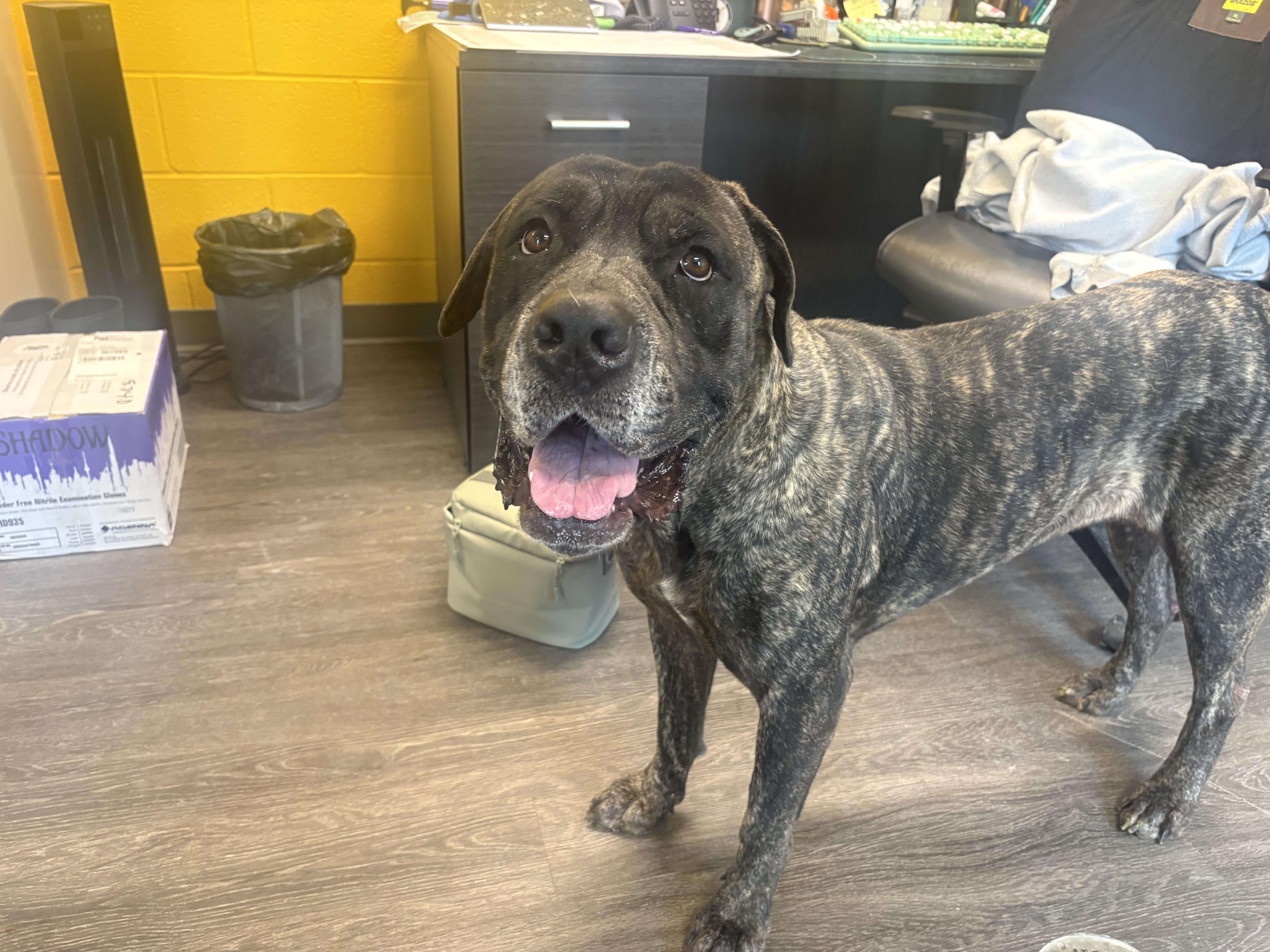 Ginger, a ADOPTABLE Cane Corso in Webster, TX image 2/4