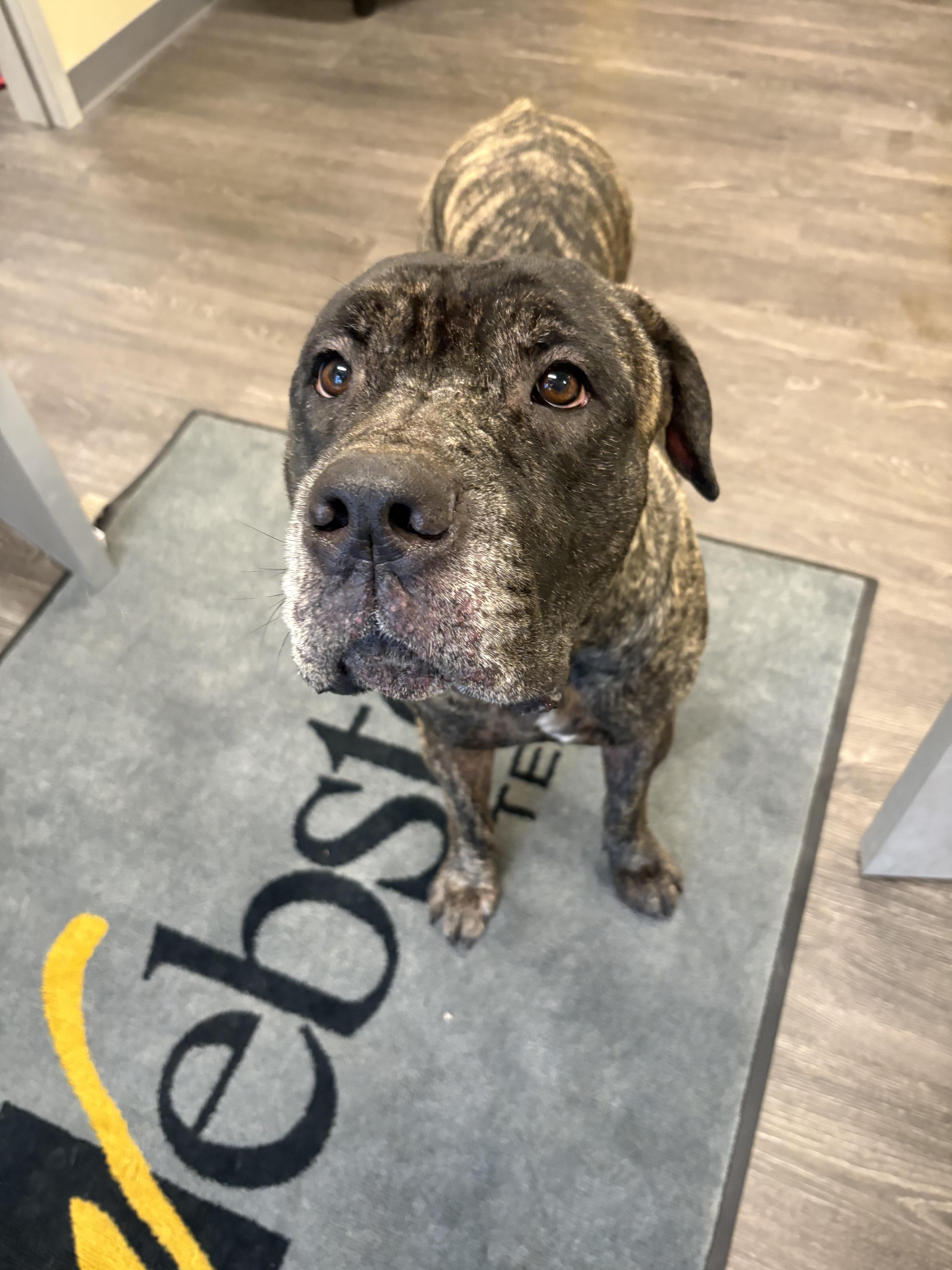 Ginger, a ADOPTABLE Cane Corso in Webster, TX image 3/4