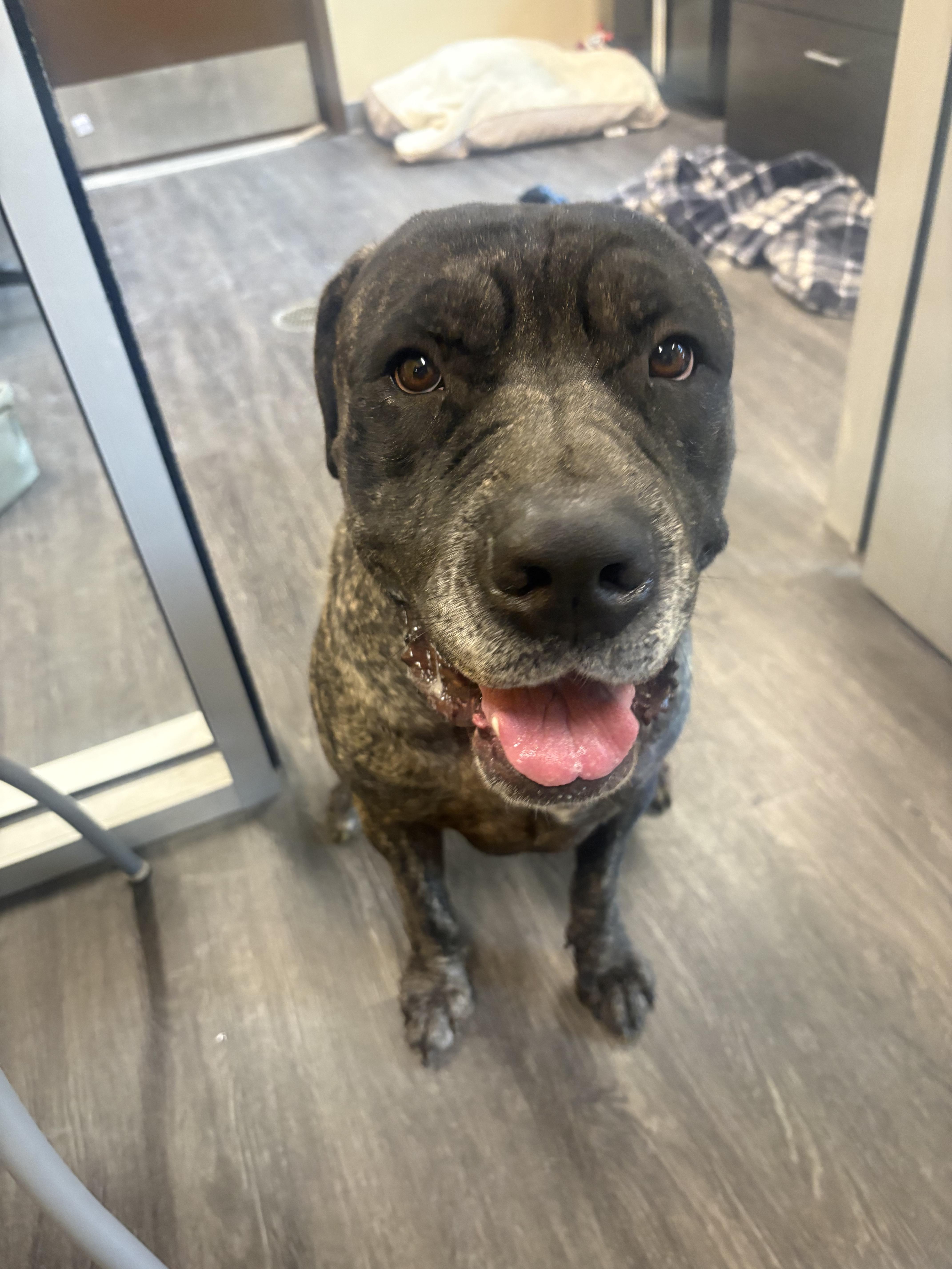 Ginger, a ADOPTABLE Cane Corso in Webster, TX image 4/4