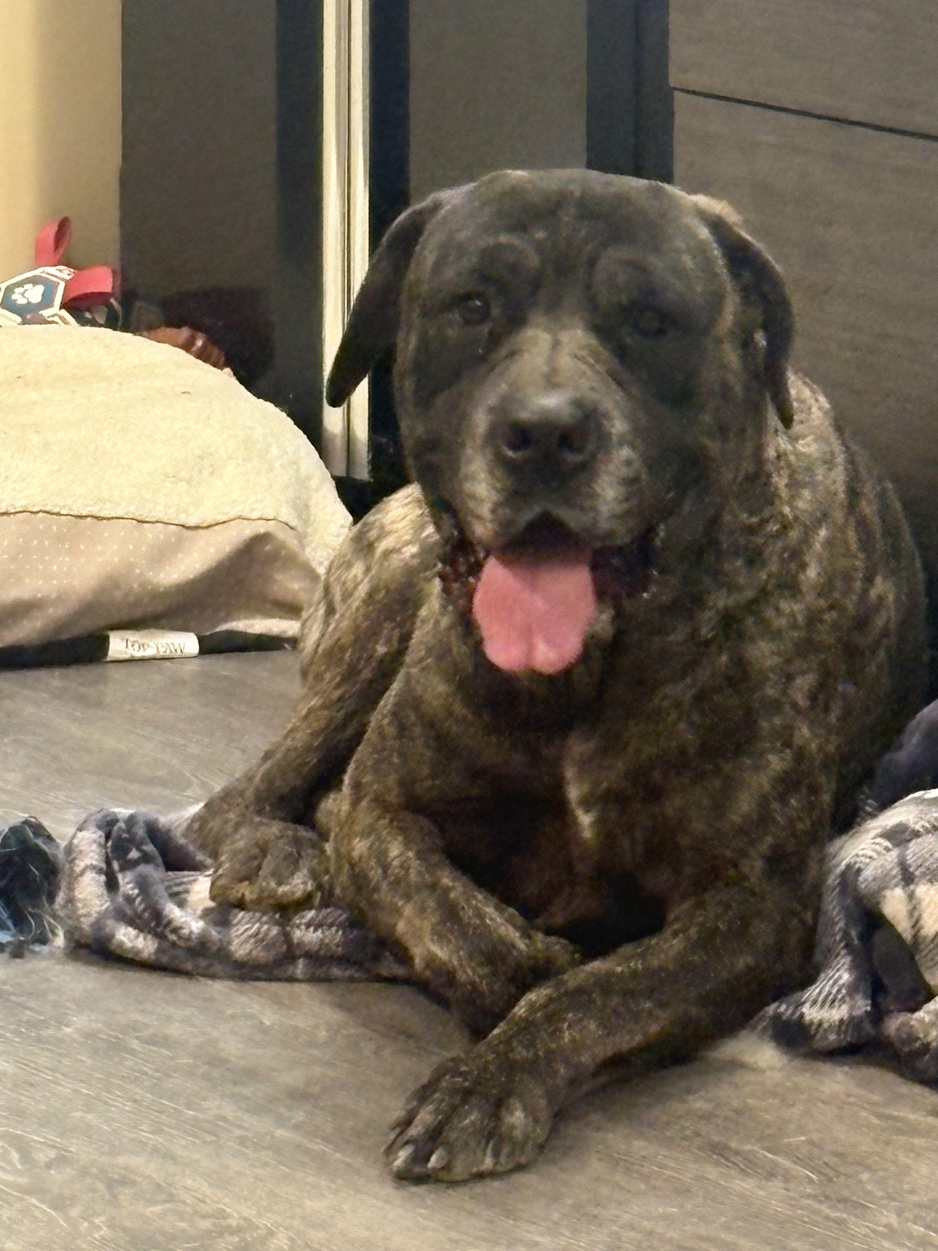 Ginger, ADOPTABLE, Adult Female Cane Corso.