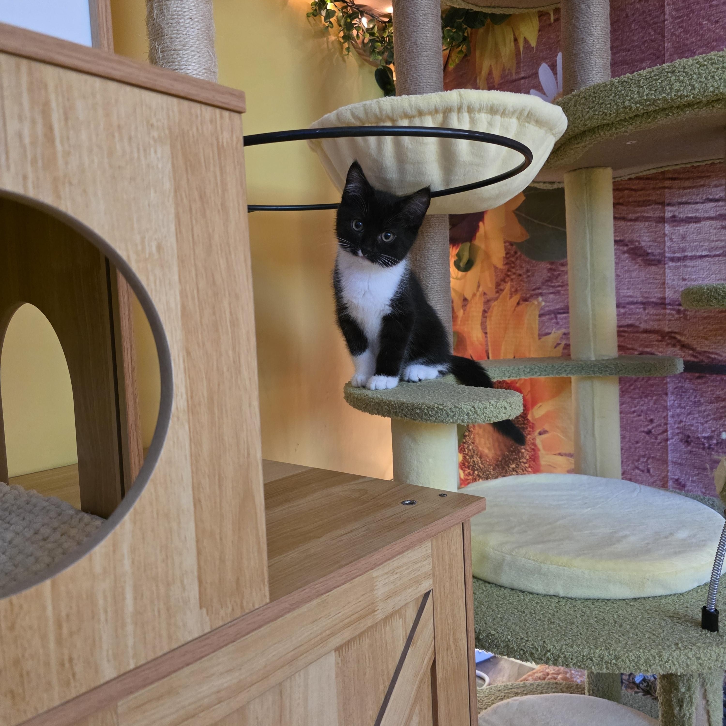 Sprout, an adopted Domestic Short Hair in Beaverton, OR image 2/3