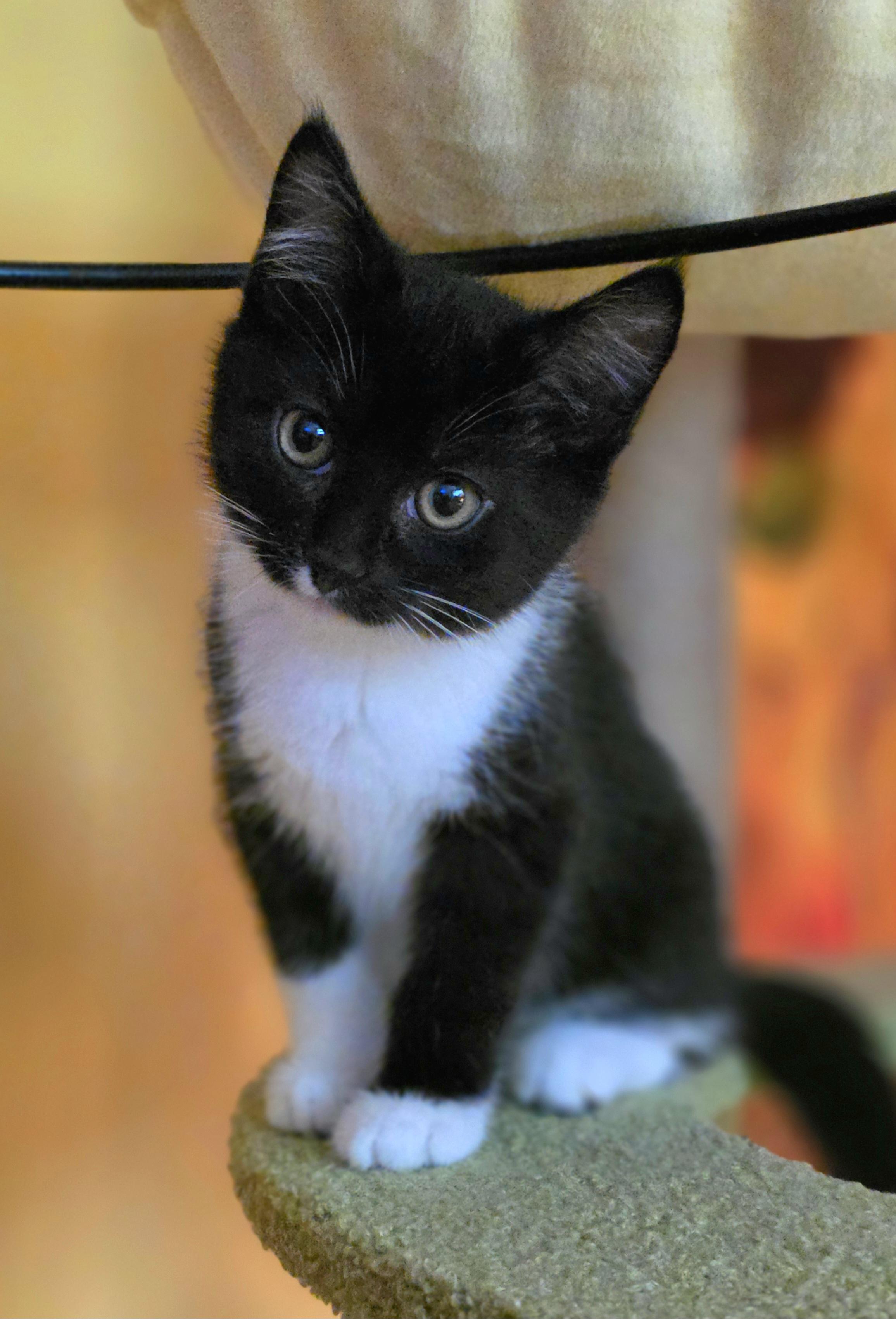 Sprout, an adopted Domestic Short Hair in Beaverton, OR image 1/3