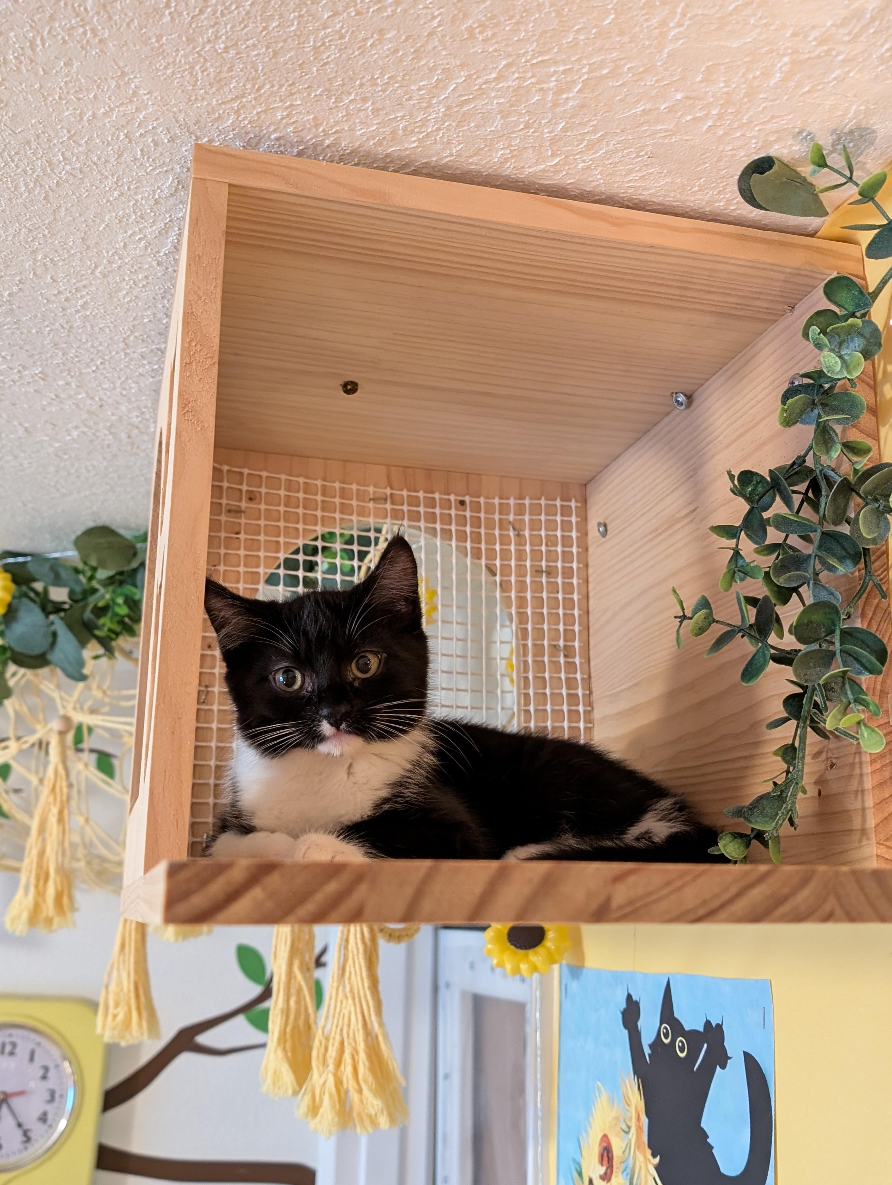 Sprout, an adopted Domestic Short Hair in Beaverton, OR image 3/3