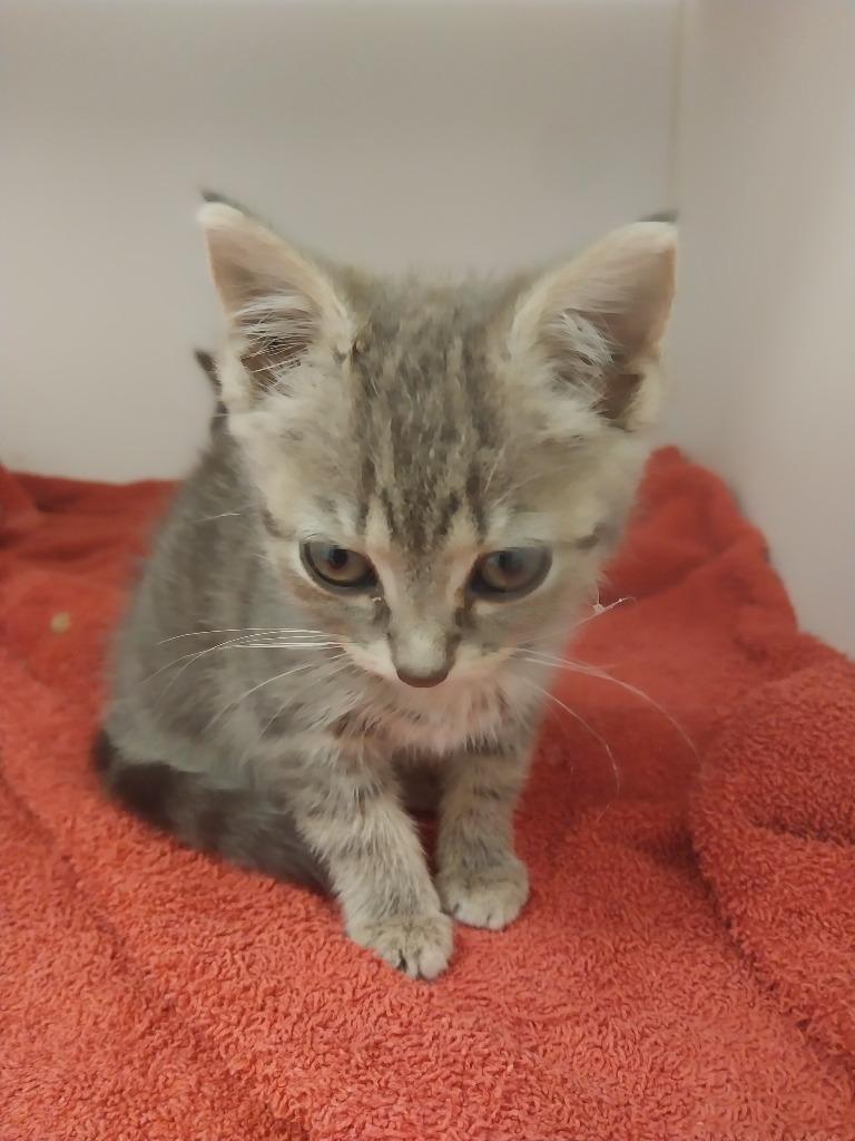 Fizz, Adoptable, Kitten Female Siamese.