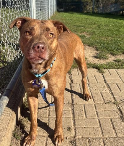 Enlarge Diamond, a Adoptable Mixed Breed in Lansing, MI image 2/3