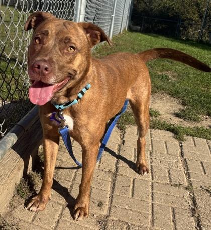 Enlarge Diamond, a Adoptable Mixed Breed in Lansing, MI image 1/3