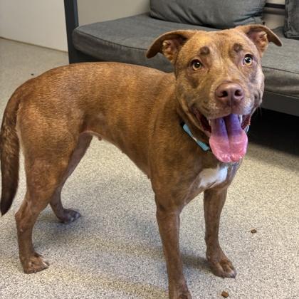 Enlarge Diamond, a Adoptable Mixed Breed in Lansing, MI image 3/3