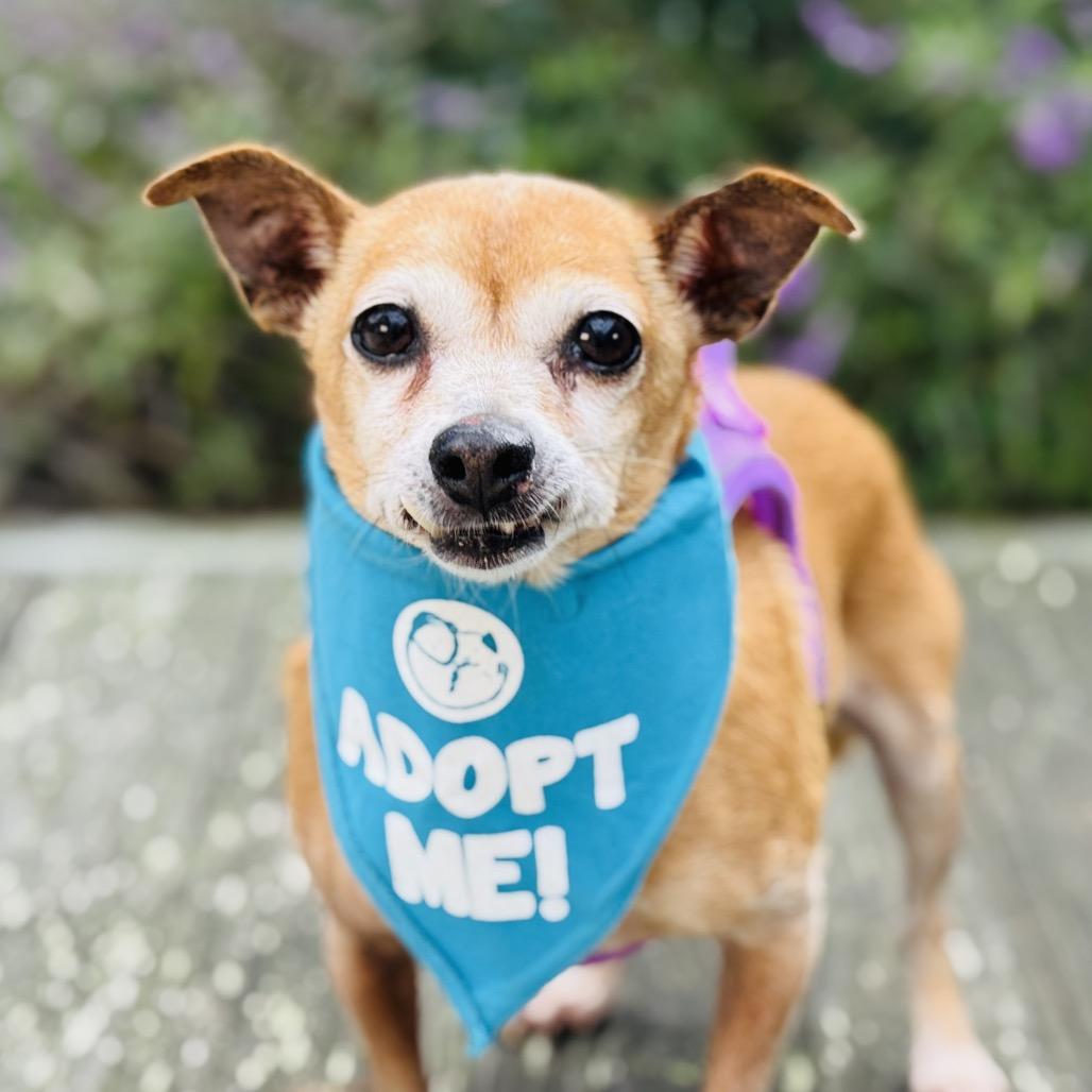 Beanie Baby — thumbnail 2