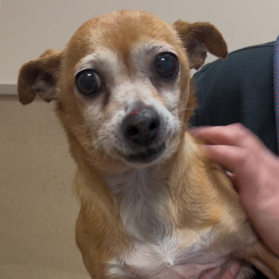 Beanie Baby — thumbnail 3