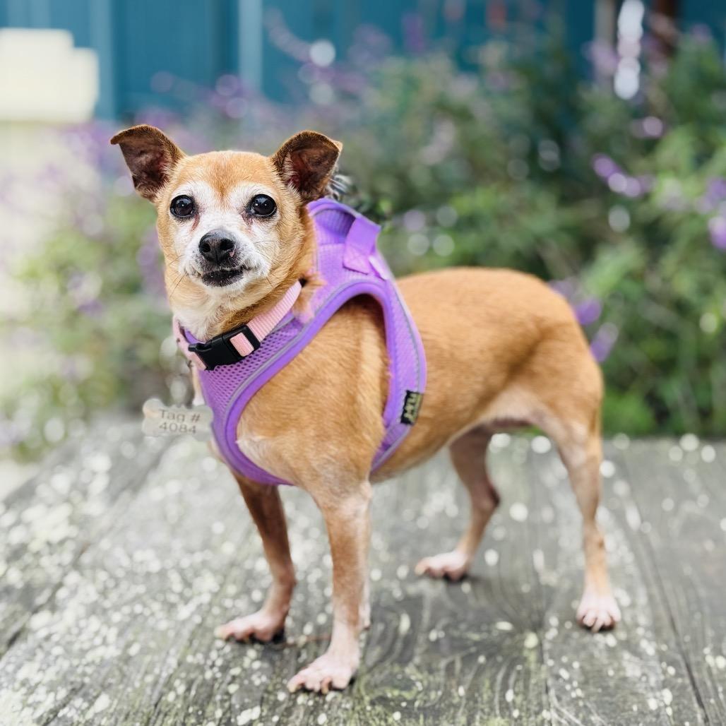 Beanie Baby — thumbnail 5