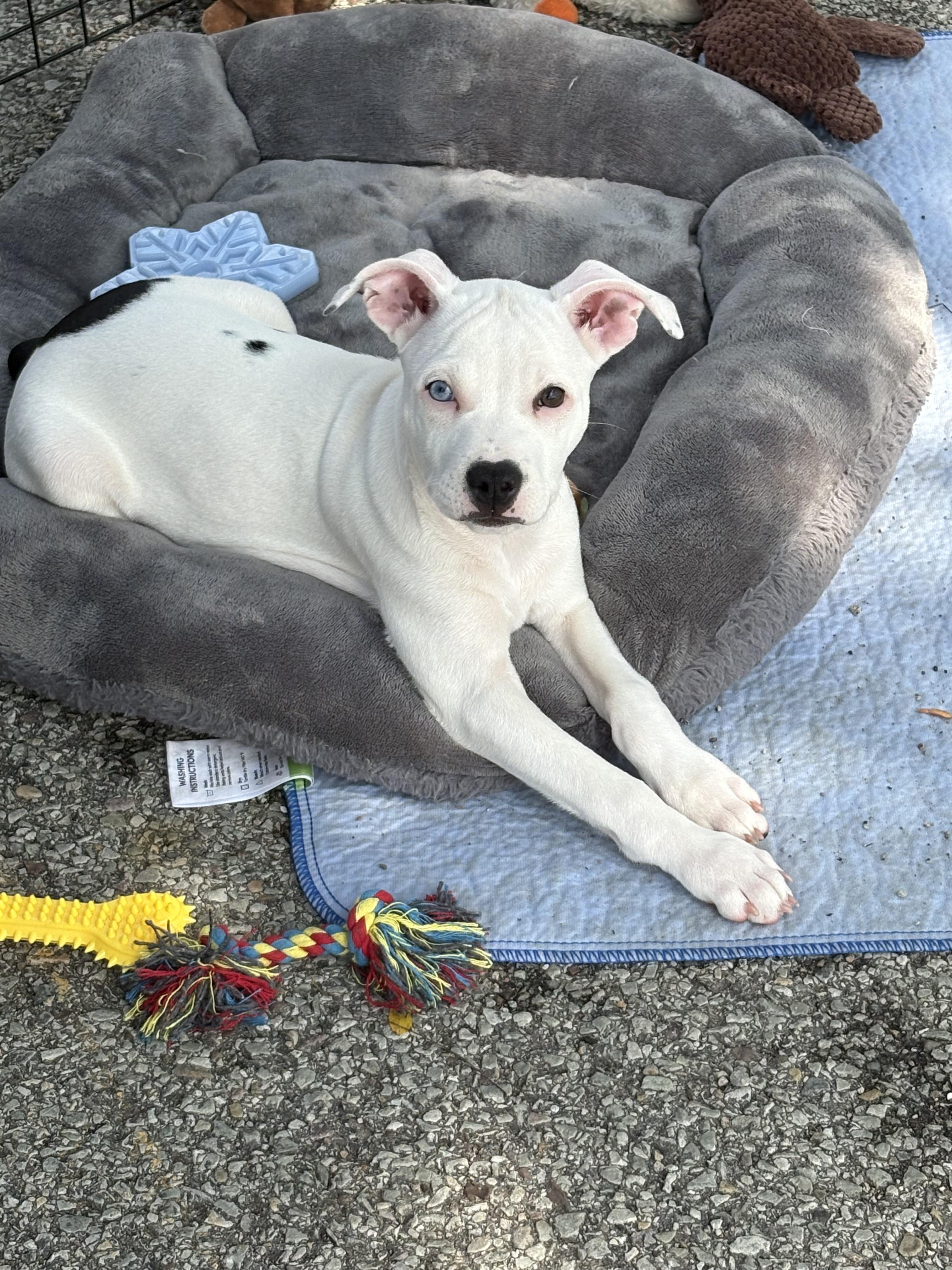 MOOLIFICENT, a ADOPTABLE mixed breed in Vandergrift, PA image 1/4