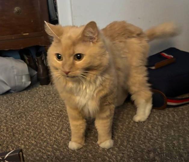 Toby
