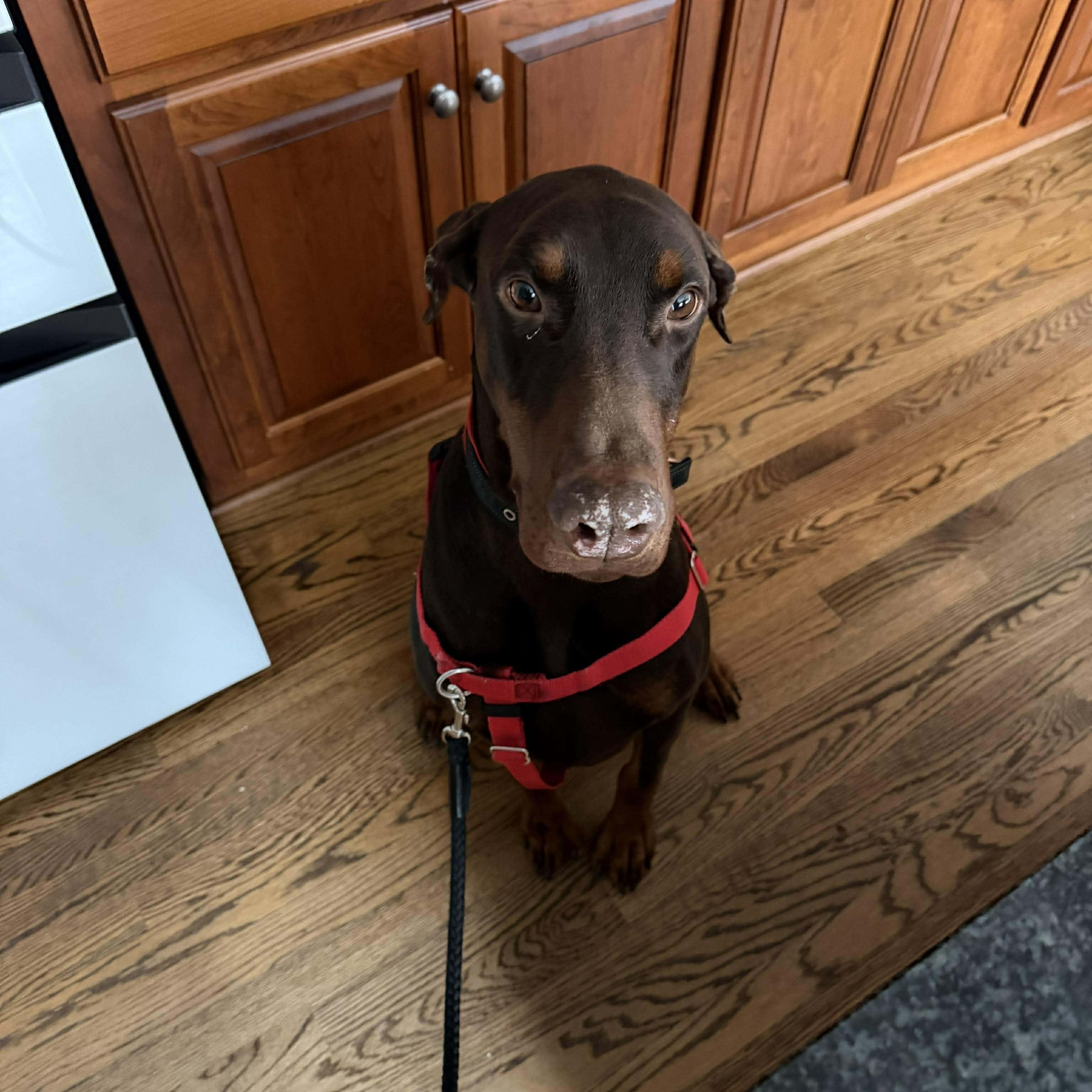 Scooter, Adoptable, Adult Male Doberman Pinscher.