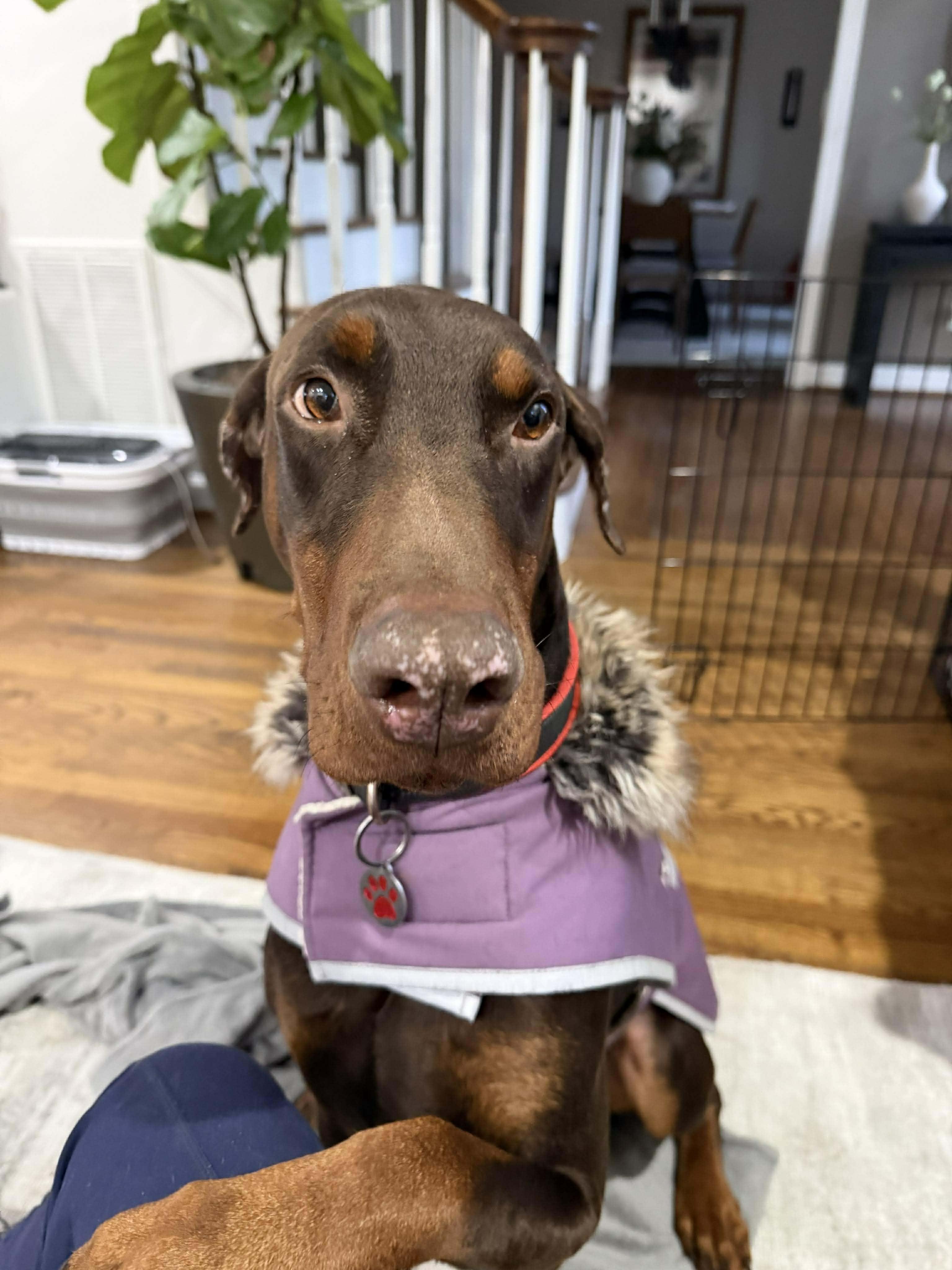 Enlarge Scooter, a Adoptable Doberman Pinscher in Durham, NC image 1/4