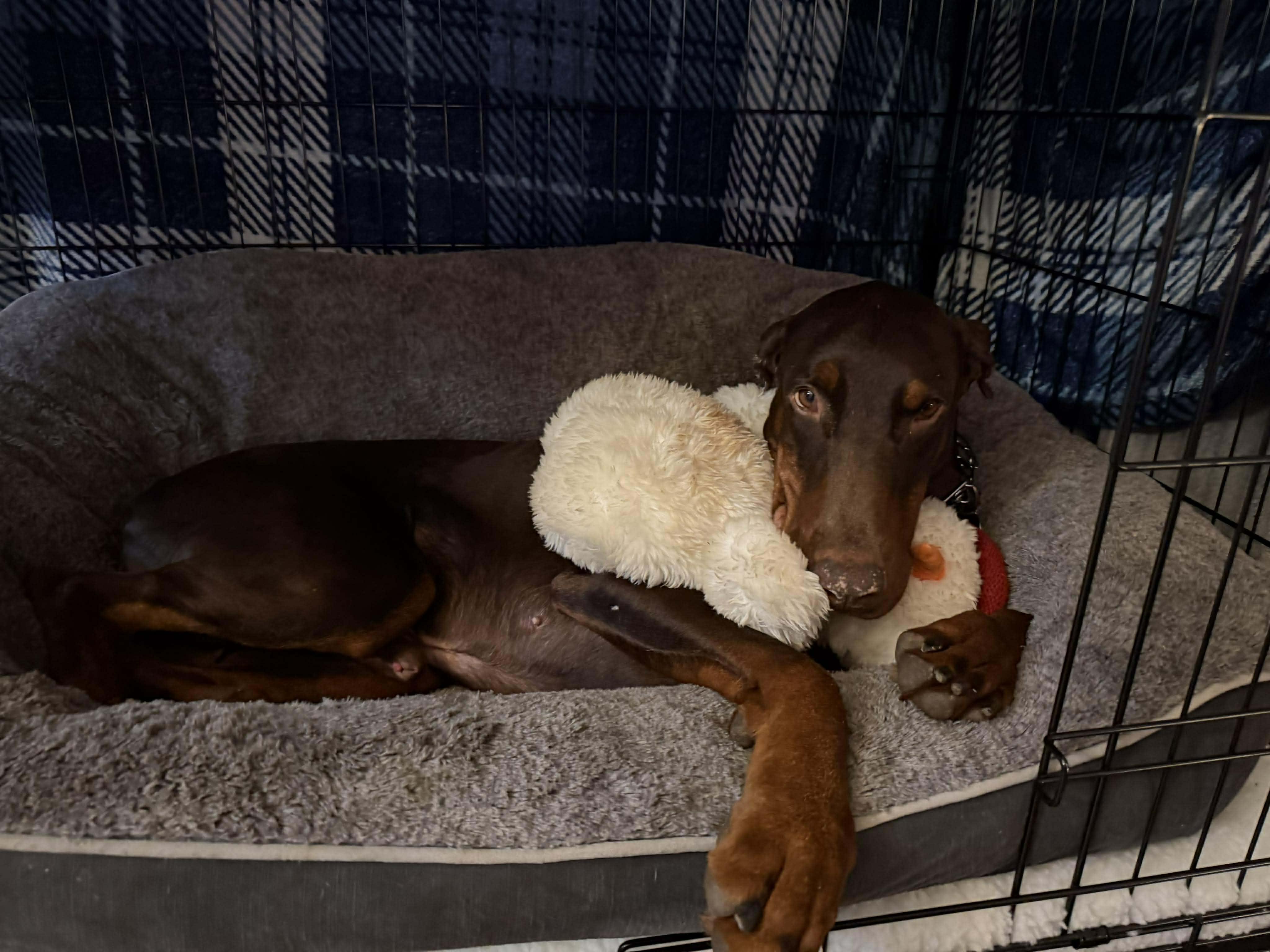 Enlarge Scooter, a Adoptable Doberman Pinscher in Durham, NC image 3/4