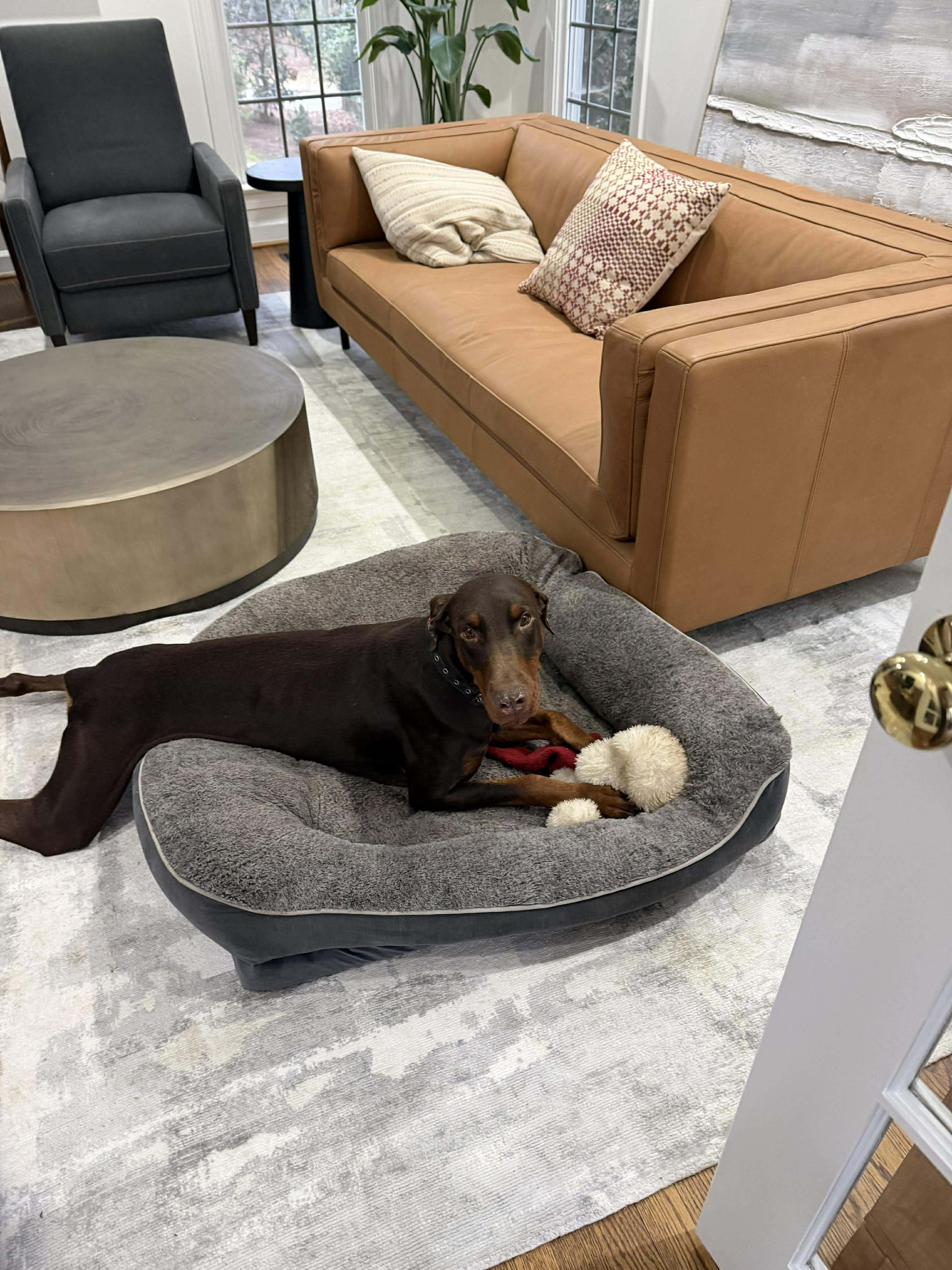 Enlarge Scooter, a Adoptable Doberman Pinscher in Durham, NC image 4/4