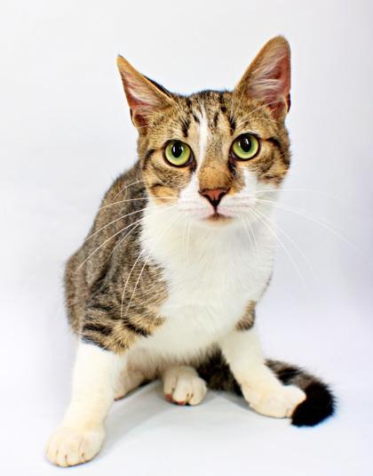 Enlarge Oliver, a Adoptable mixed breed in Morton Grove, IL image 1/1