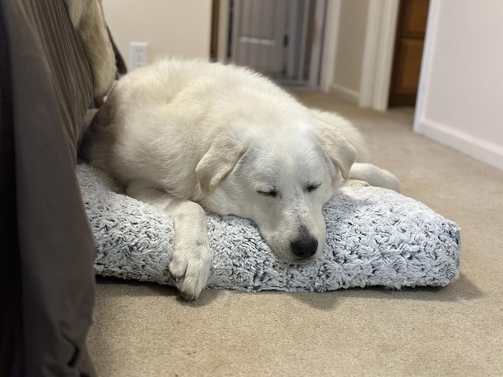 Quinn, Adoptable, Young Male Great Pyrenees.