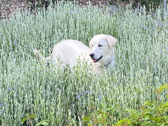 Quinn, a Adoptable mixed breed in Pleasant Hill, CA image 3/6