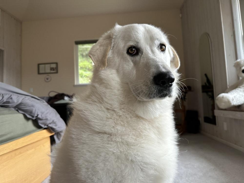 Quinn, a Adoptable mixed breed in Pleasant Hill, CA image 4/6