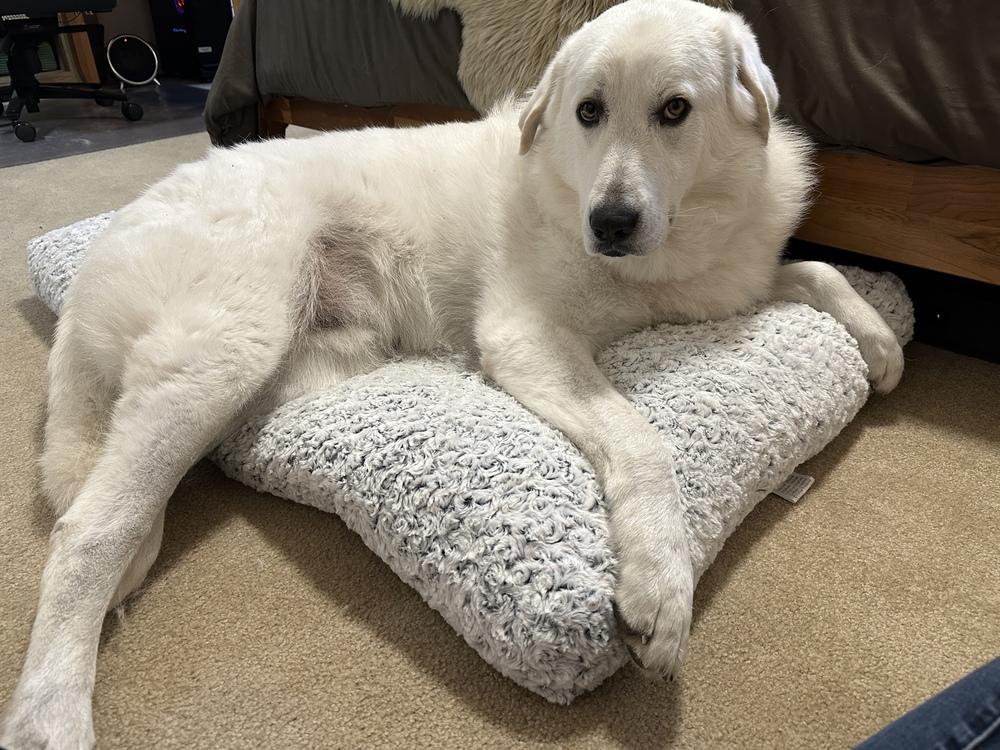 Quinn, a Adoptable mixed breed in Pleasant Hill, CA image 5/6