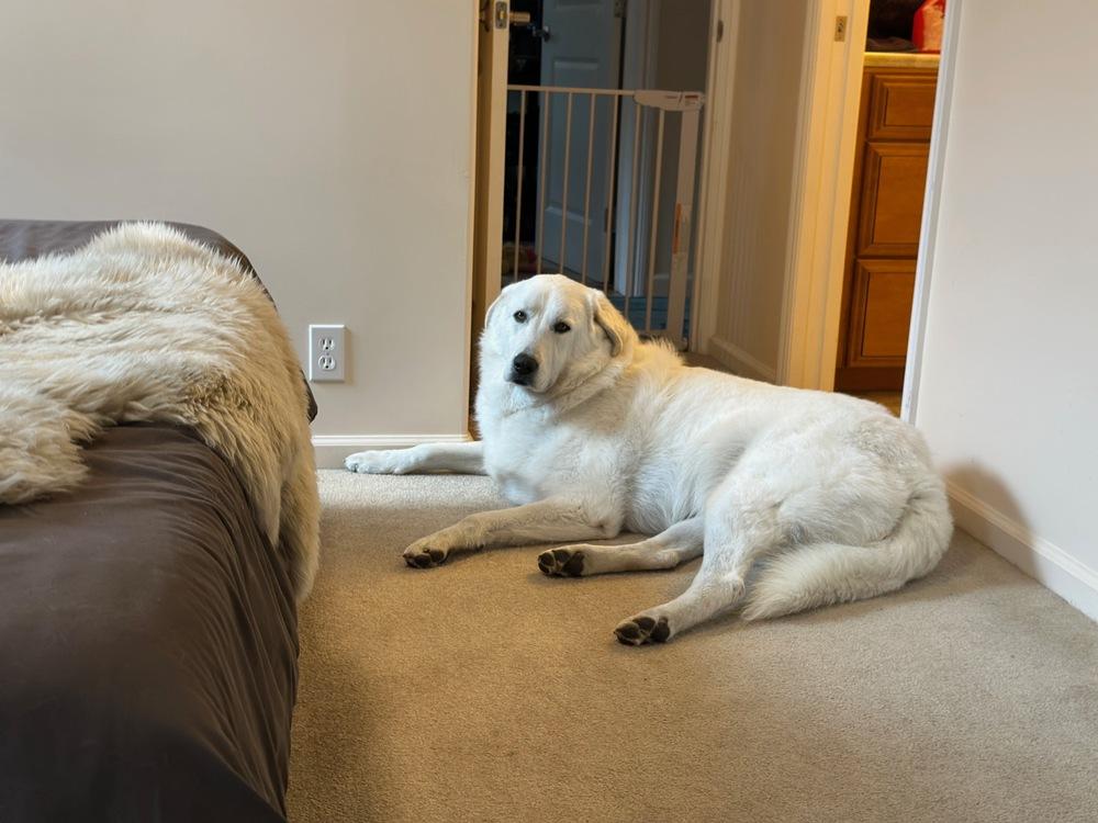 Quinn, a Adoptable mixed breed in Pleasant Hill, CA image 6/6