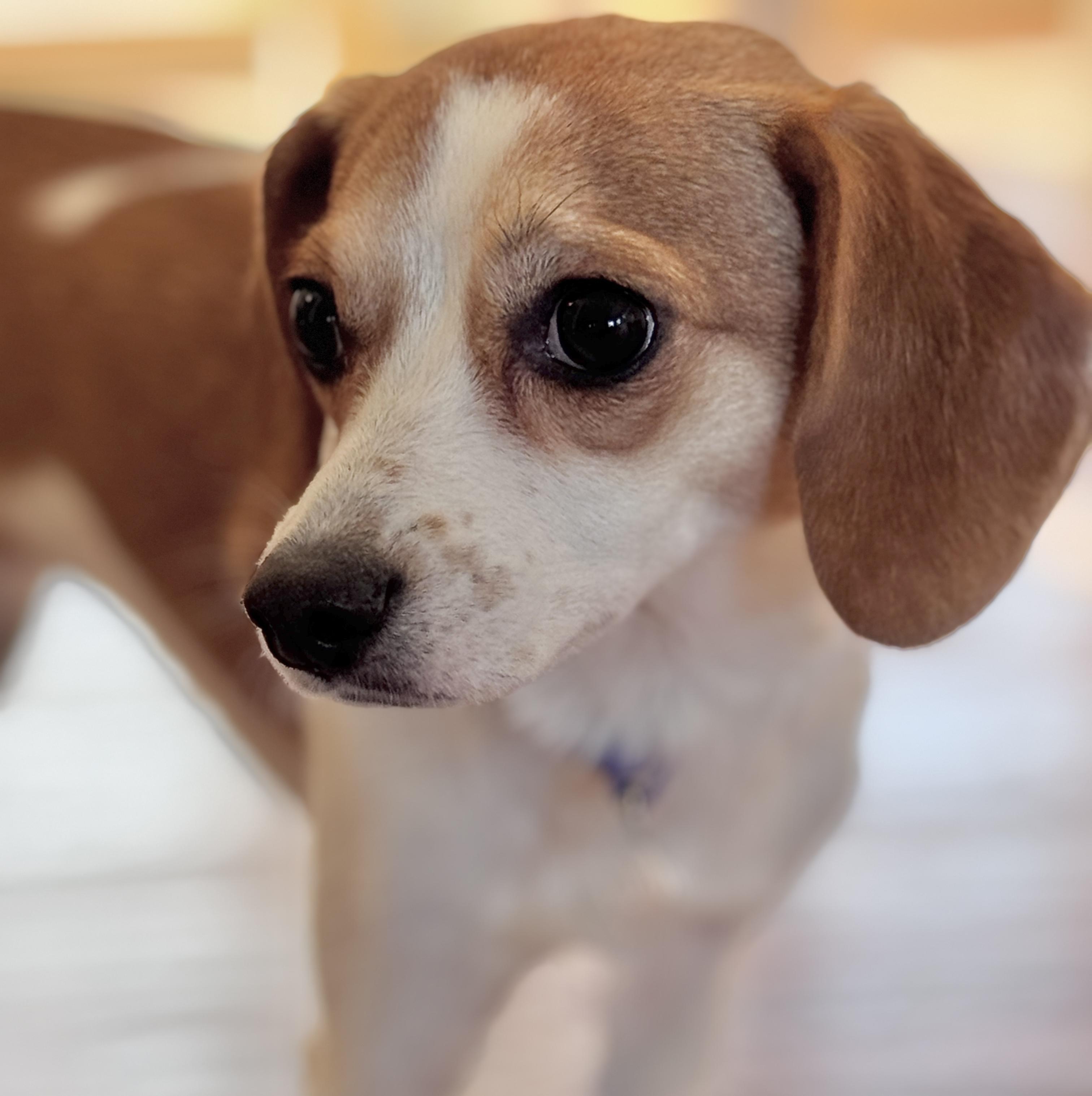 Enlarge Poppy, an adopted mixed breed in SYLVANIA, GA image 6/6