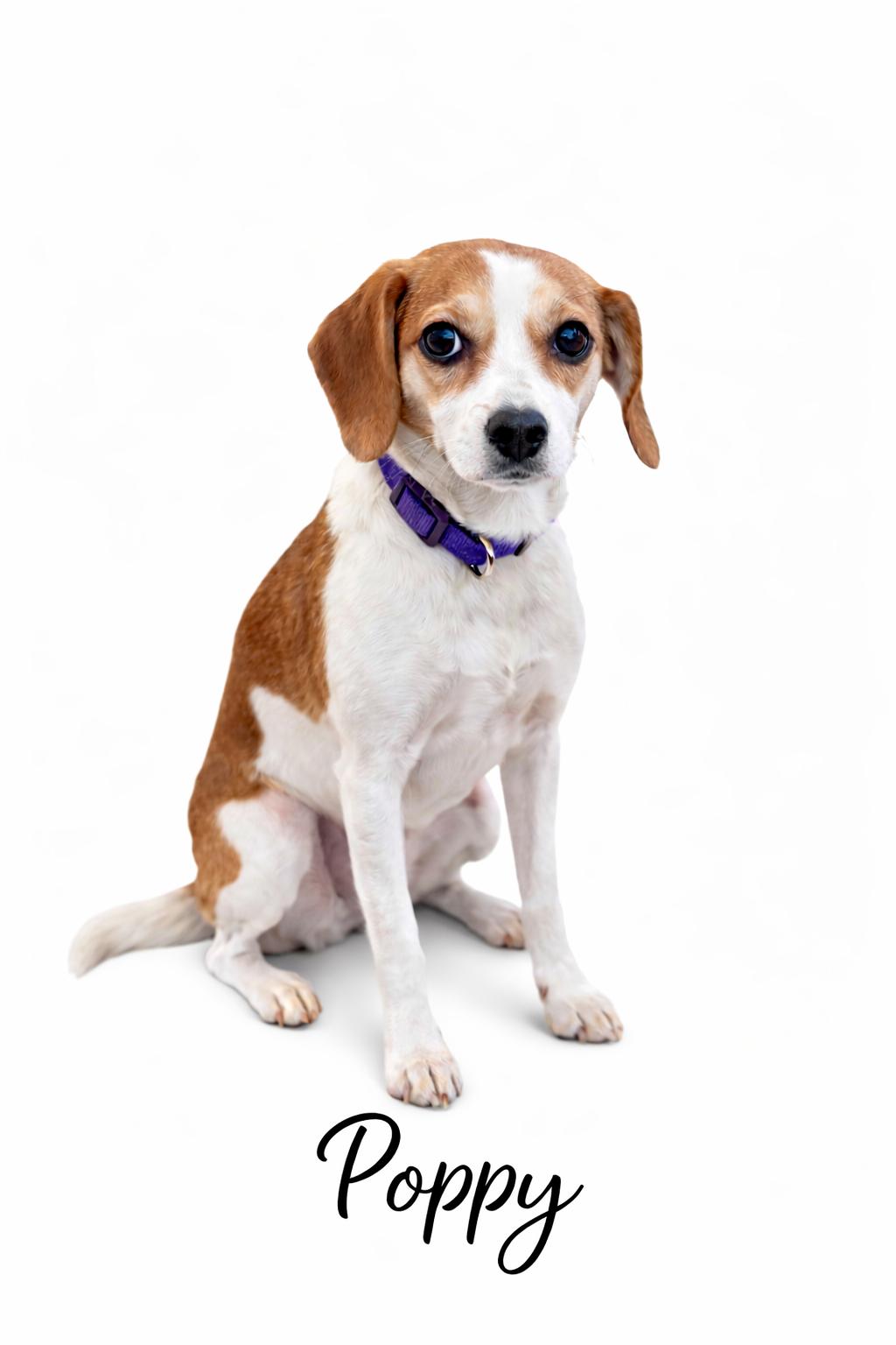 Enlarge Poppy, an adopted mixed breed in SYLVANIA, GA image 1/6