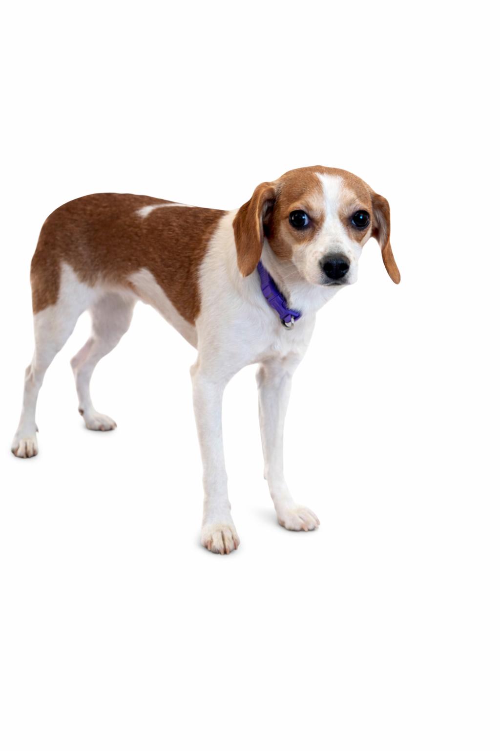 Enlarge Poppy, an adopted mixed breed in SYLVANIA, GA image 3/6