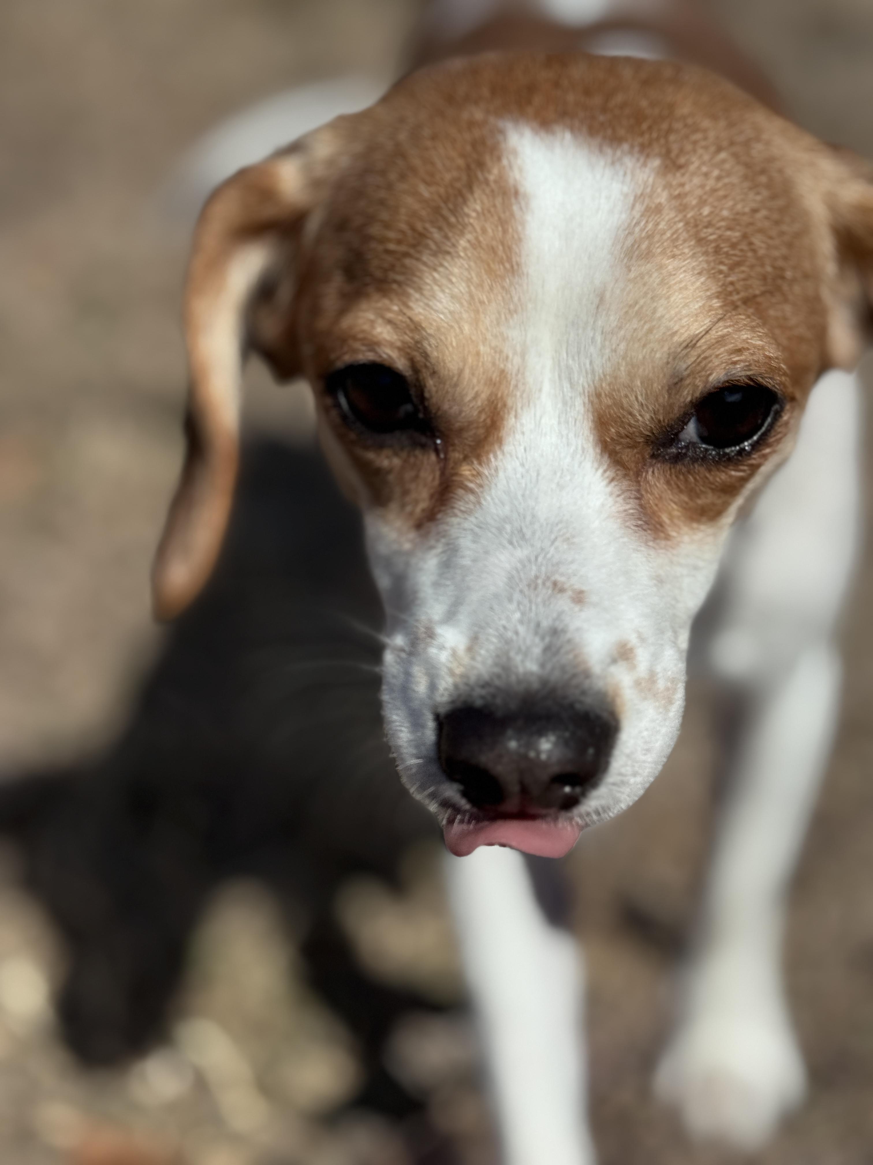 Enlarge Poppy, an adopted mixed breed in SYLVANIA, GA image 5/6