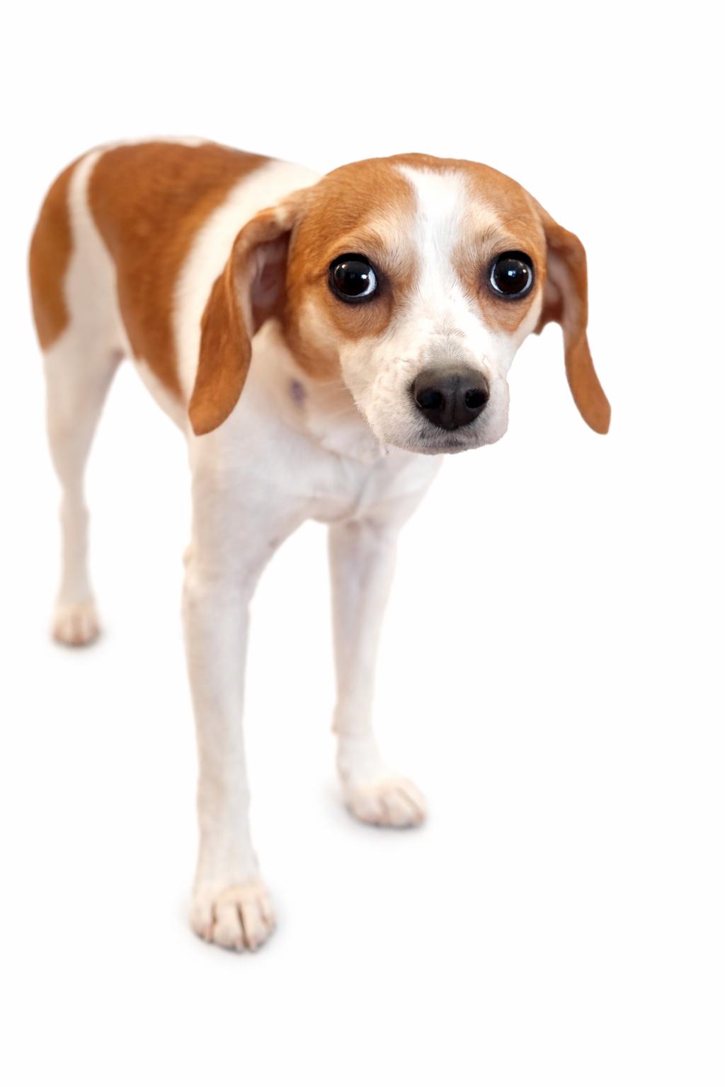 Enlarge Poppy, an adopted mixed breed in SYLVANIA, GA image 4/6