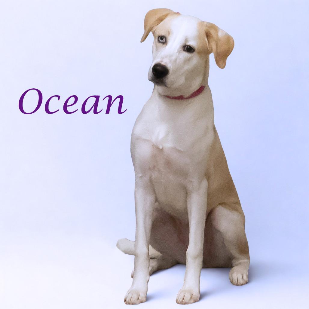 Ocean D25-182, a Adoptable mixed breed in Lebanon, TN image 2/6