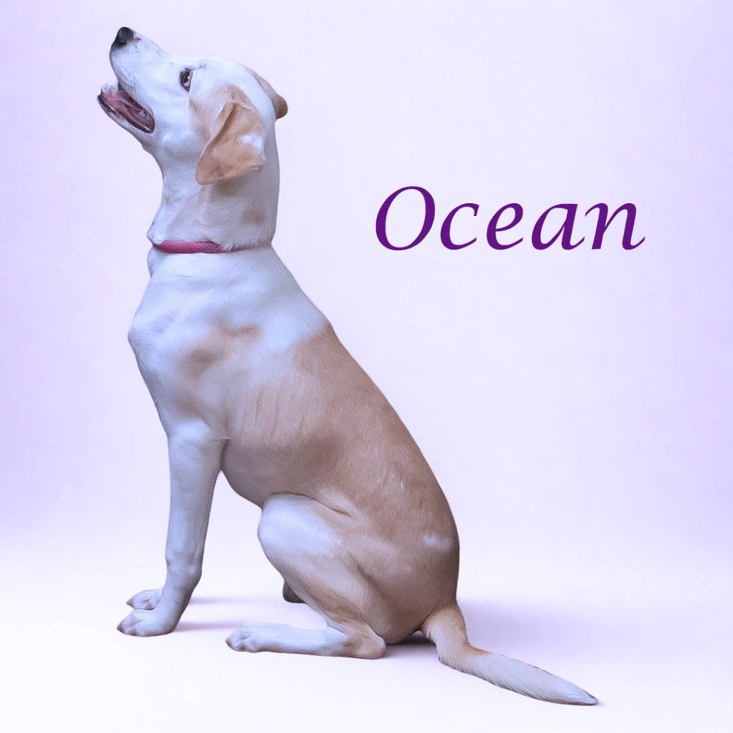 Ocean D25-182, a Adoptable mixed breed in Lebanon, TN image 3/6