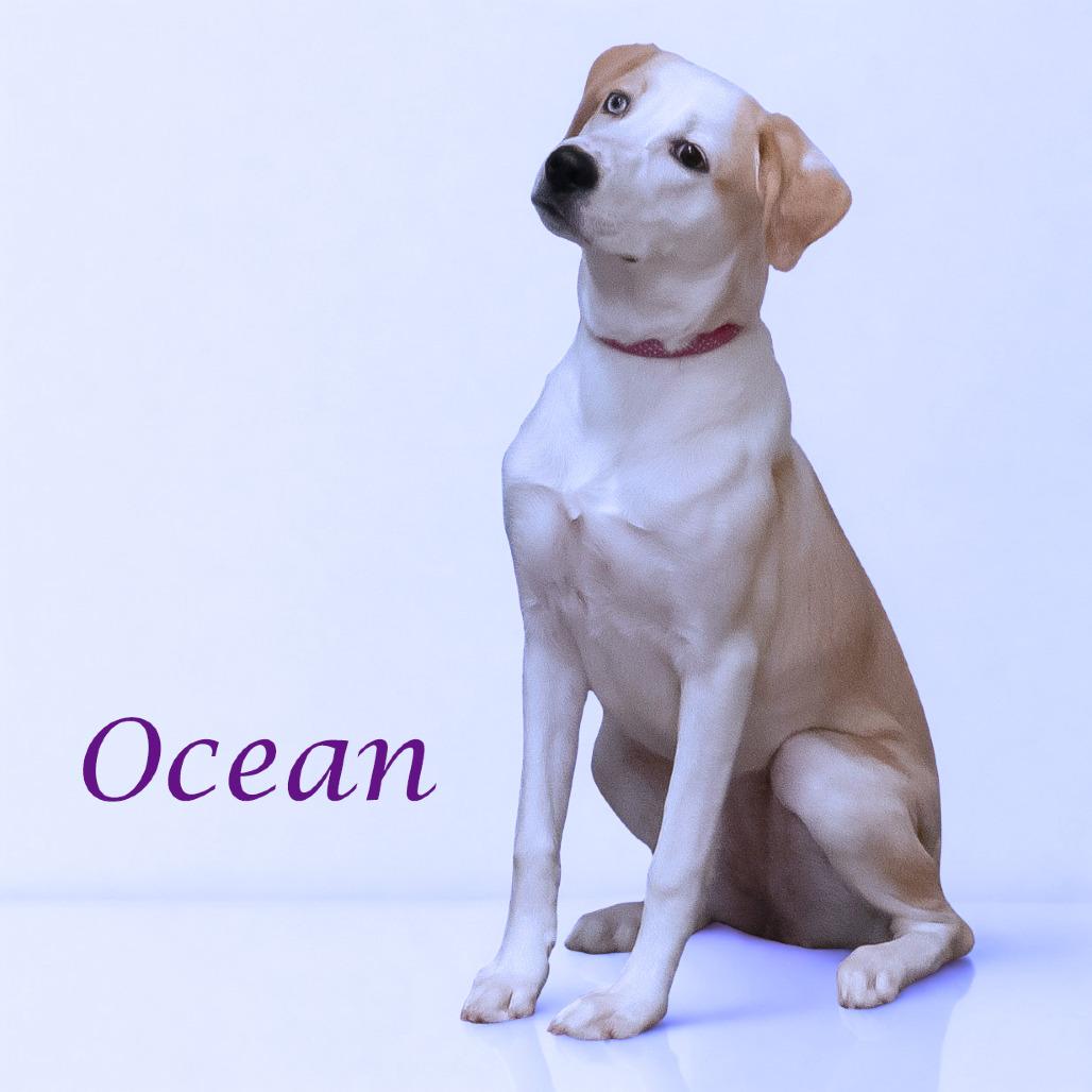 Ocean D25-182, a Adoptable mixed breed in Lebanon, TN image 4/6