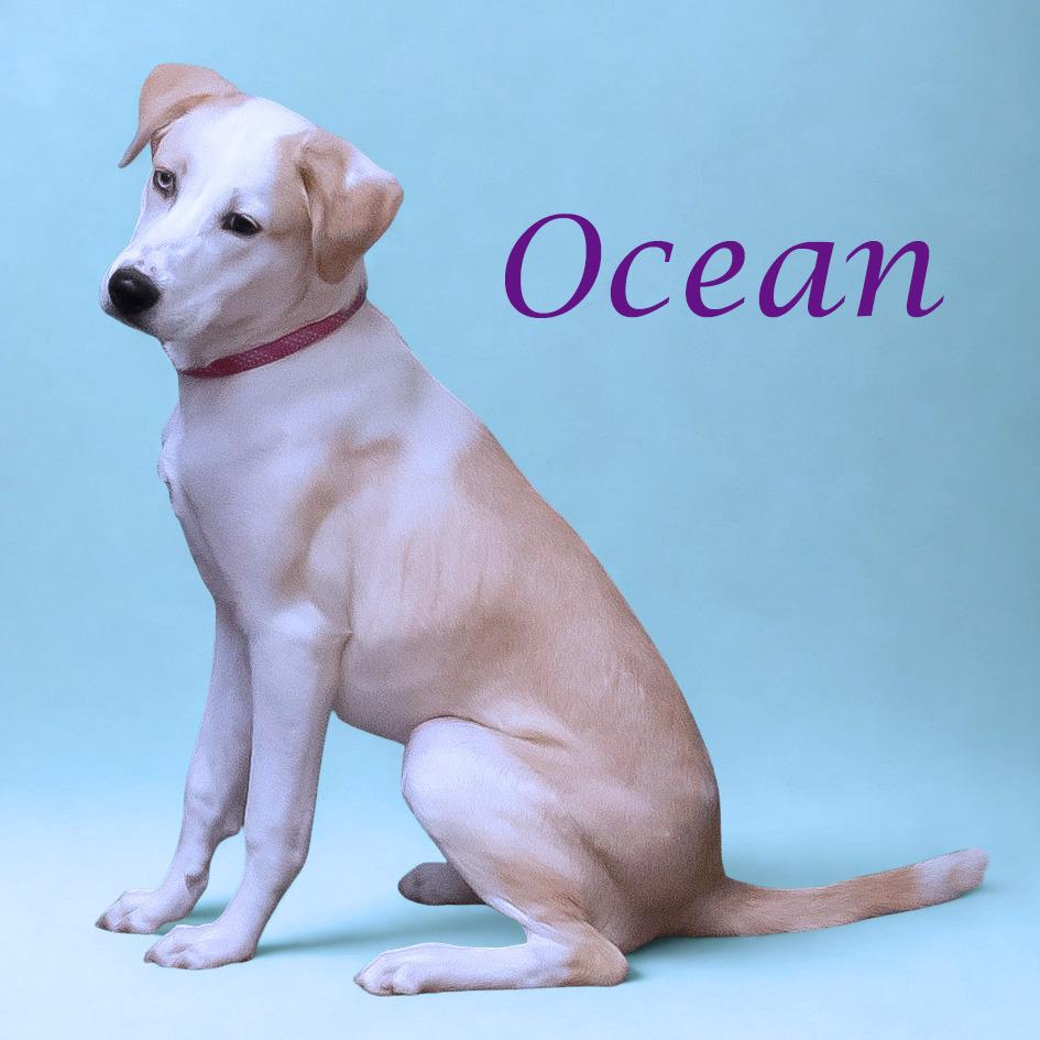 Ocean D25-182, a Adoptable mixed breed in Lebanon, TN image 5/6