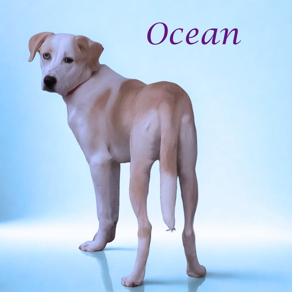 Ocean D25-182, a Adoptable mixed breed in Lebanon, TN image 6/6