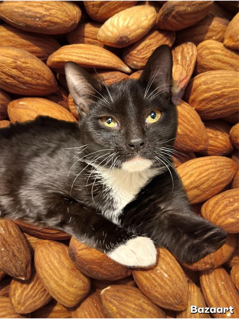Almond Joy, Adoptable, Kitten Male Domestic Short Hair.