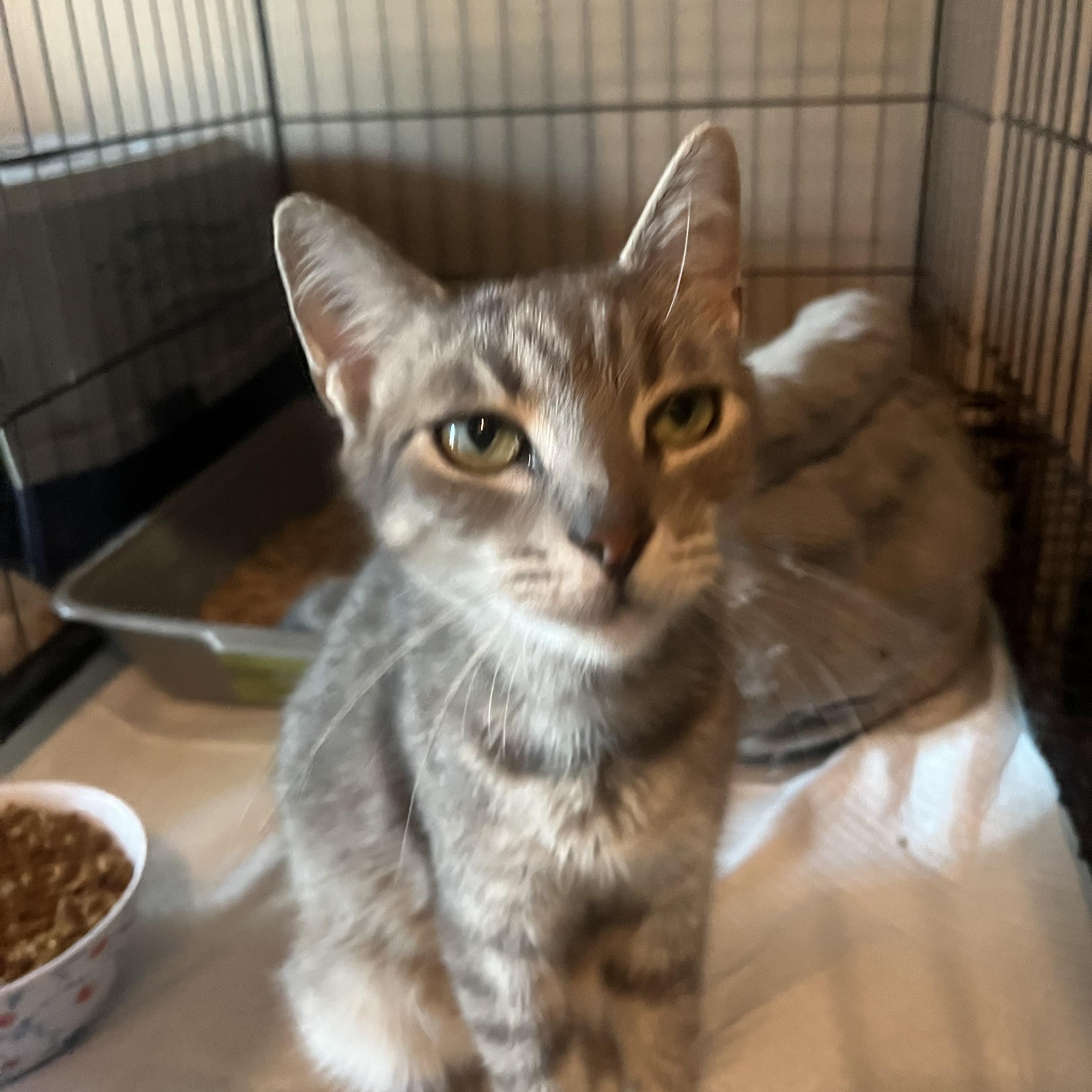 Enlarge Em, a Adoptable mixed breed in Newark valley, NY image 2/4